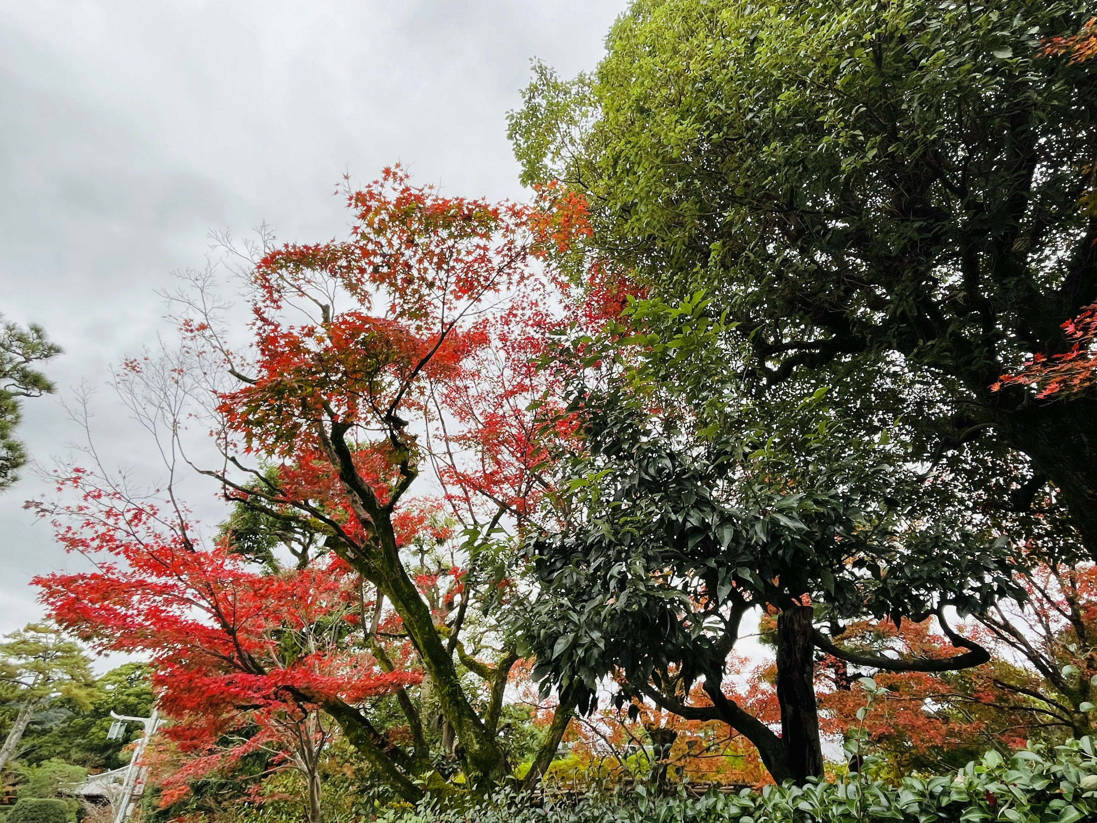 色とりどりの秋の葉を持つ木々が並ぶ風景