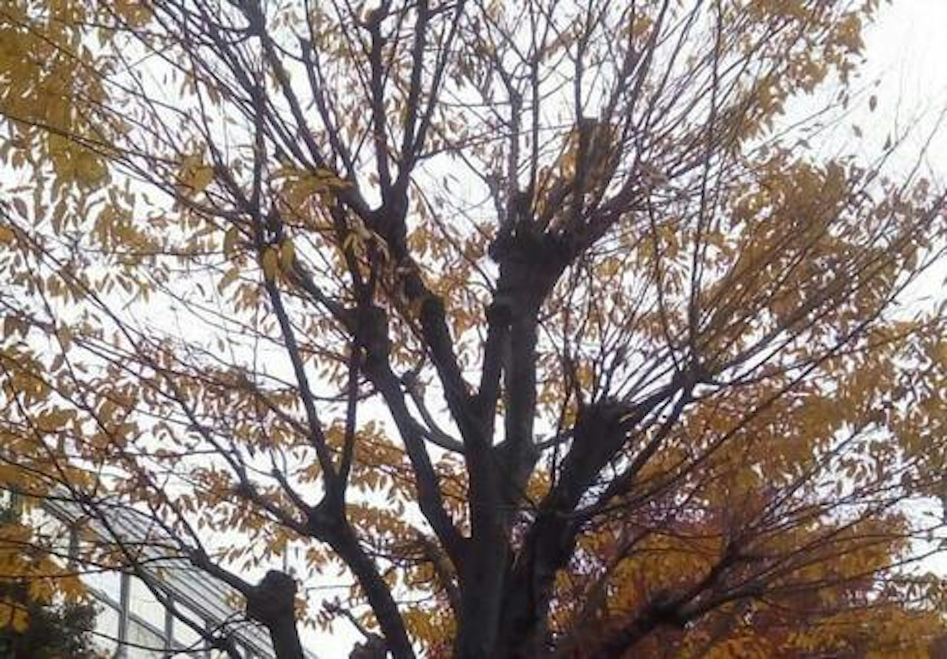 Branches d'arbre avec des feuilles d'automne sous un ciel nuageux