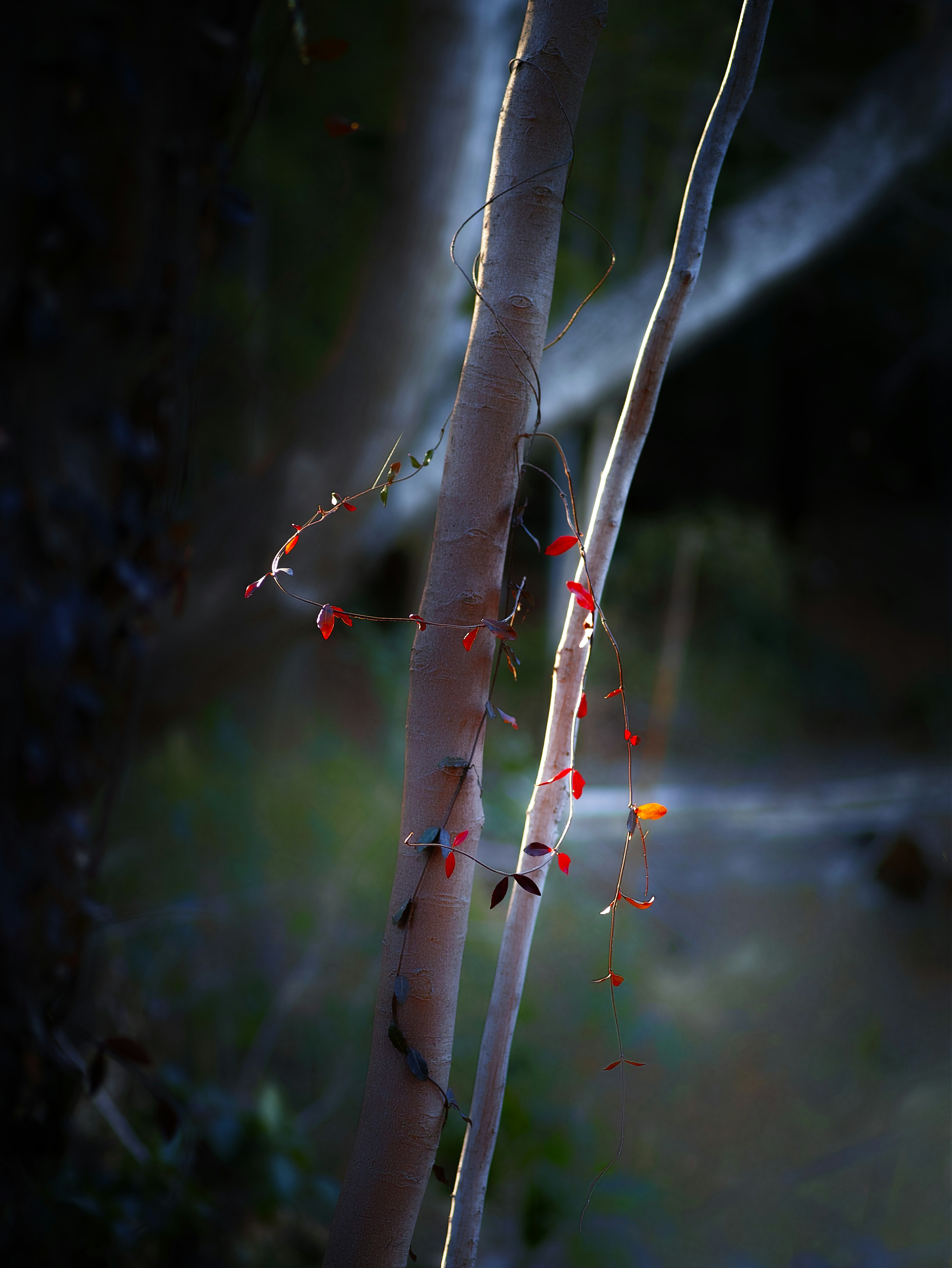 Deux troncs d'arbres avec des accents de feuilles rouges sur fond sombre créant une atmosphère mystique