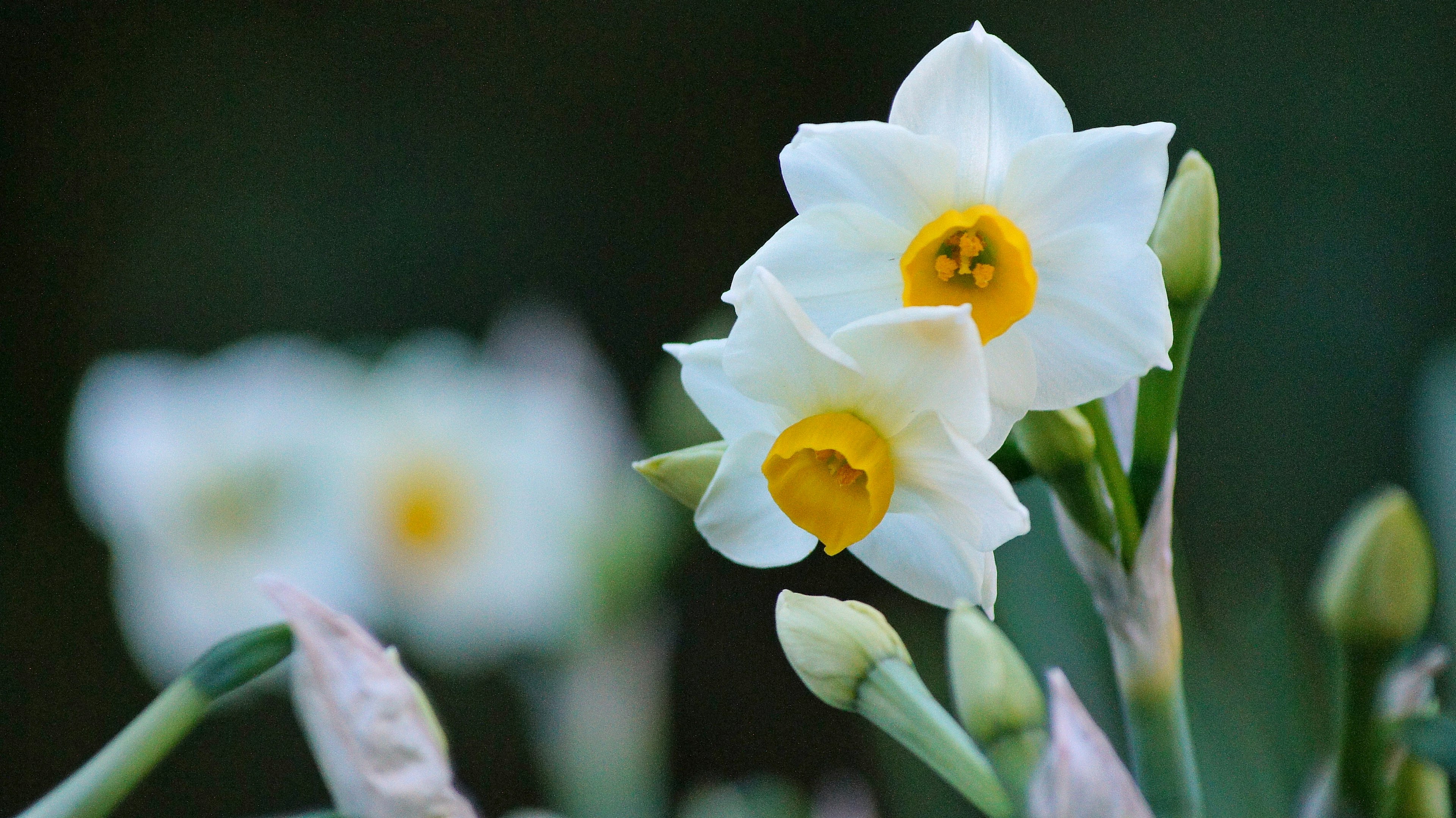 白い水仙の花が咲いている画像で、中央に黄色い中心がある