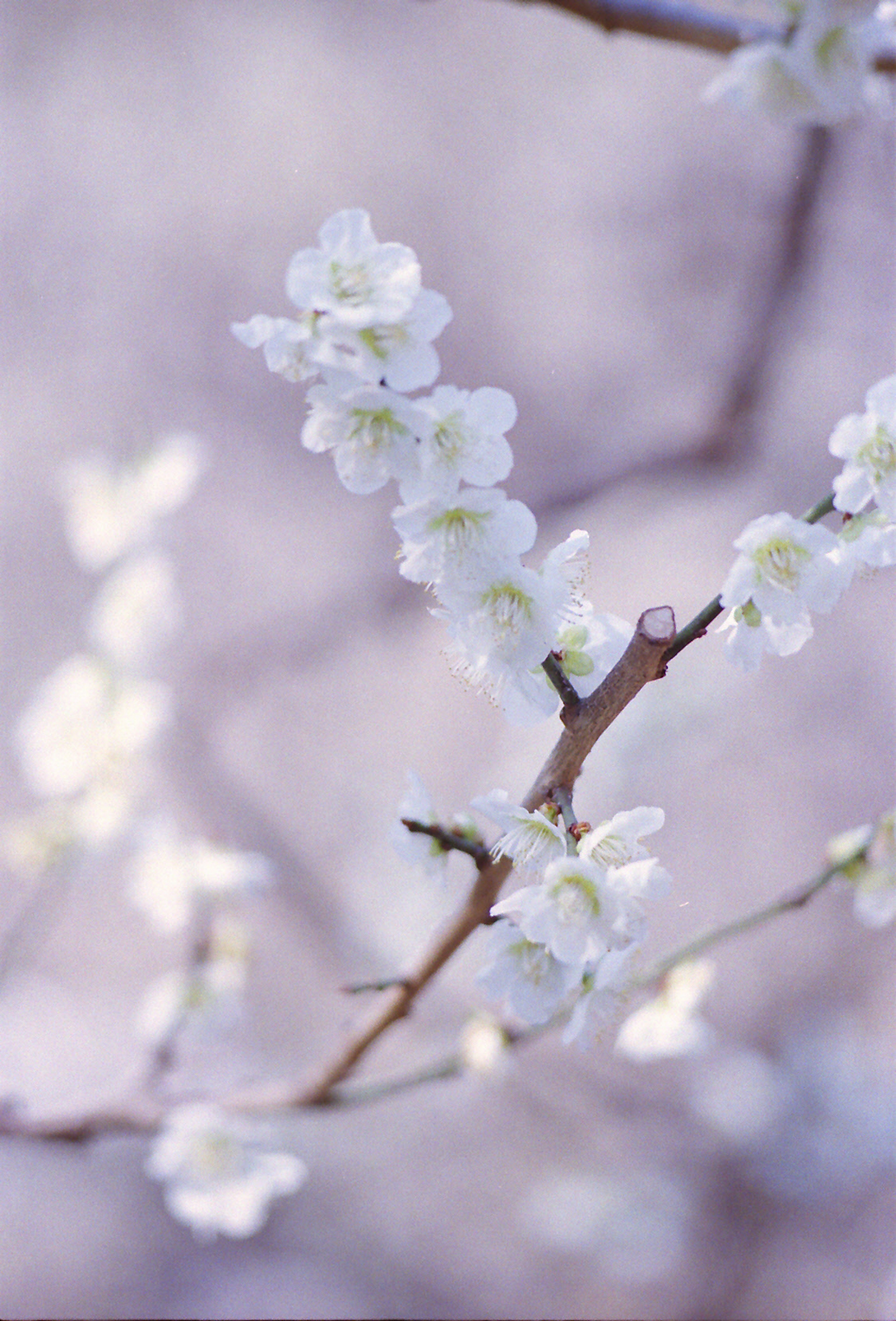 Close-up of a branch with blooming white flowers