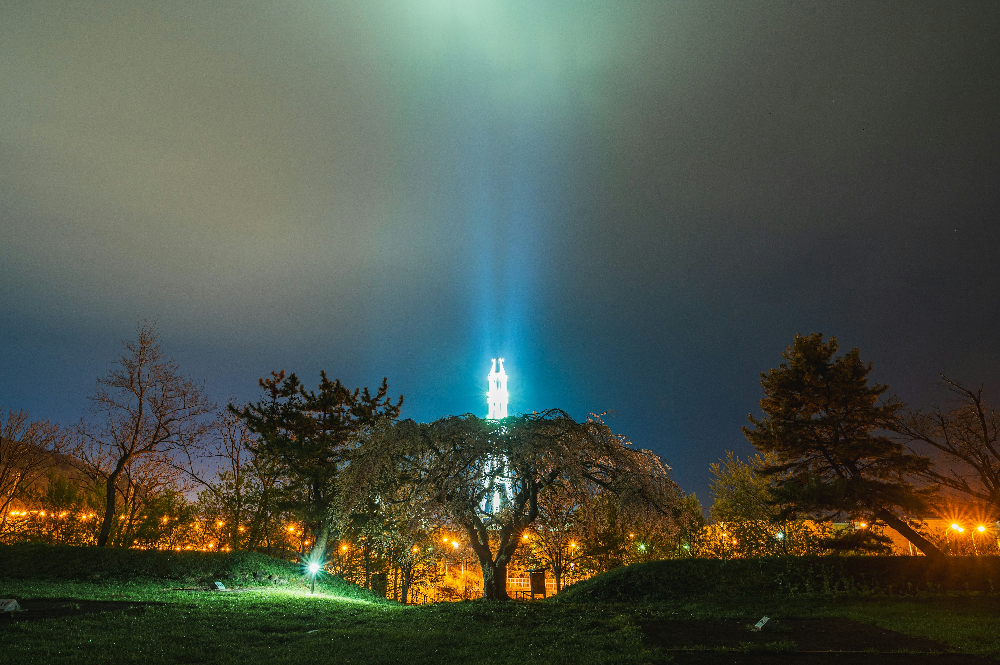 Árbol de cerezo iluminado bajo un cielo nocturno con un rayo de luz azul