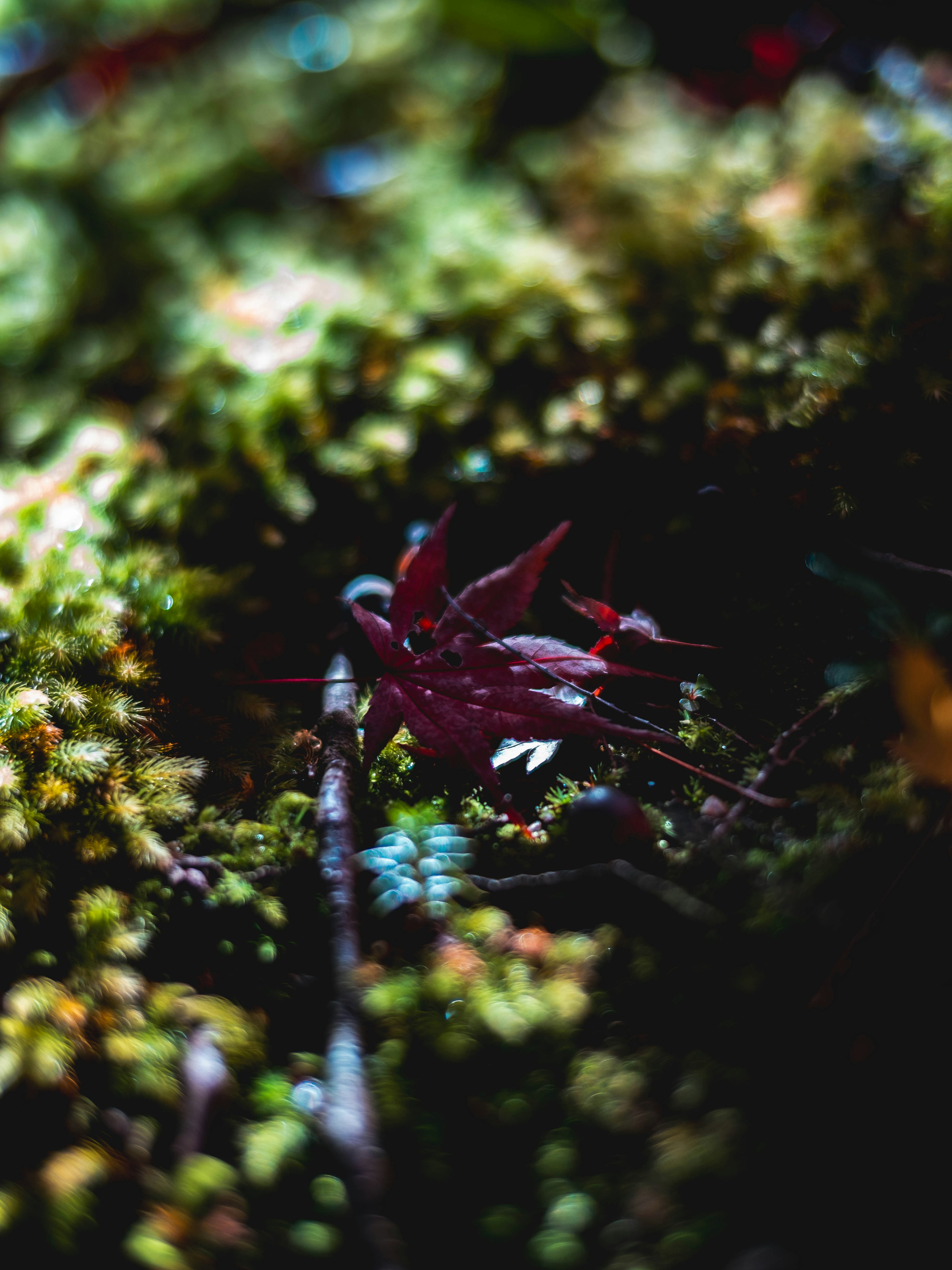 緑の苔の中に赤い葉が見える自然の景観