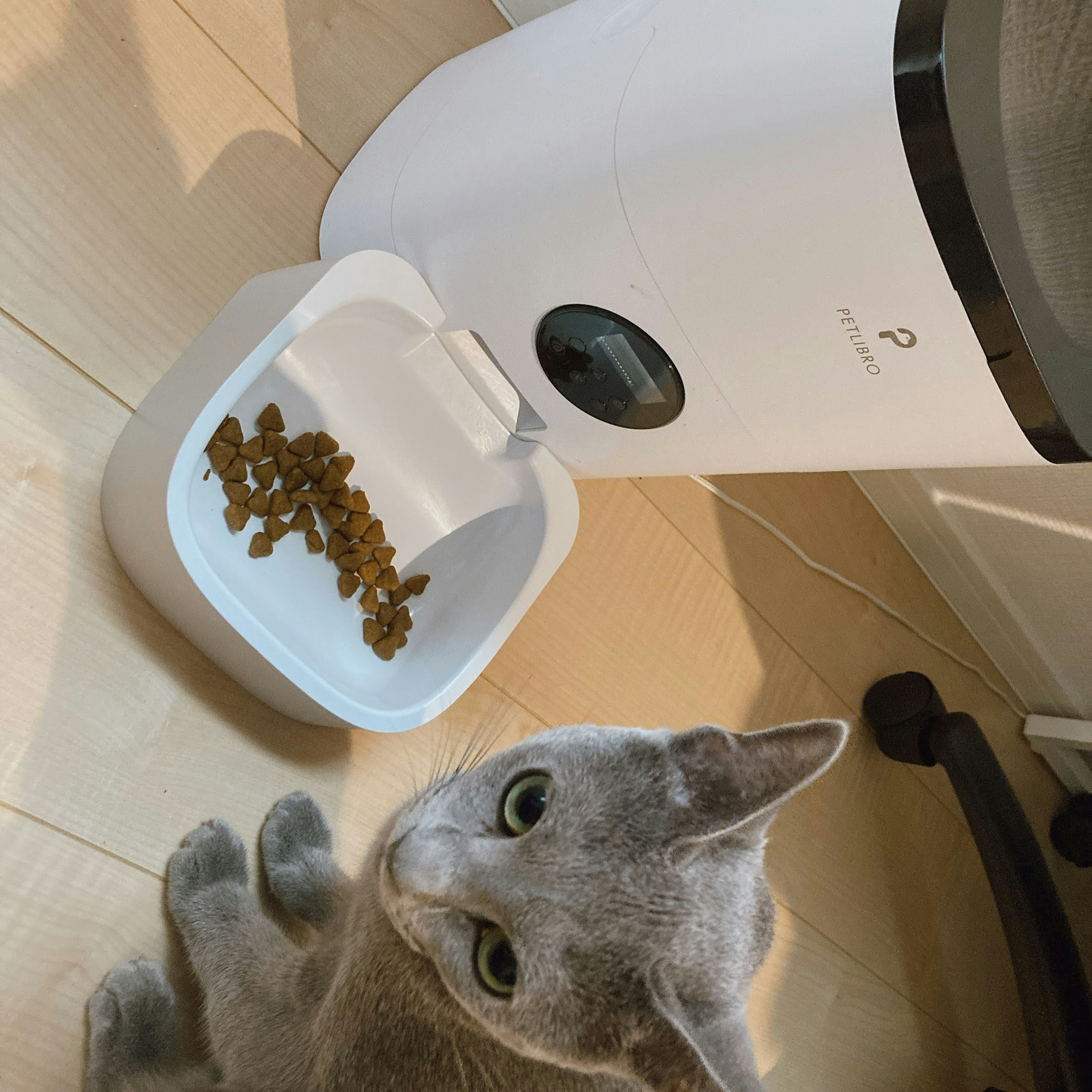 Gray cat sitting next to a food bowl