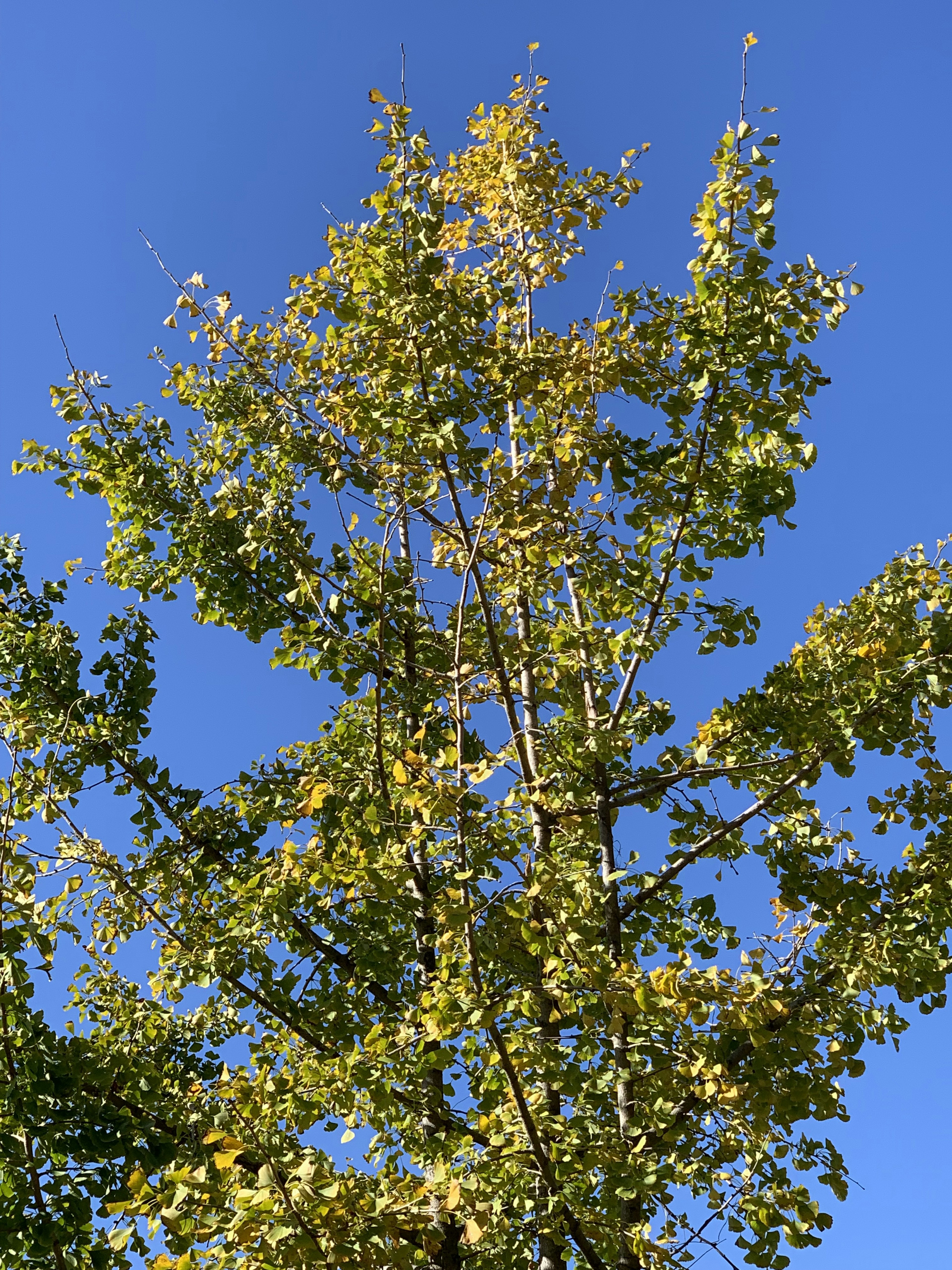 Parte superior de un árbol con hojas amarillas contra un cielo azul