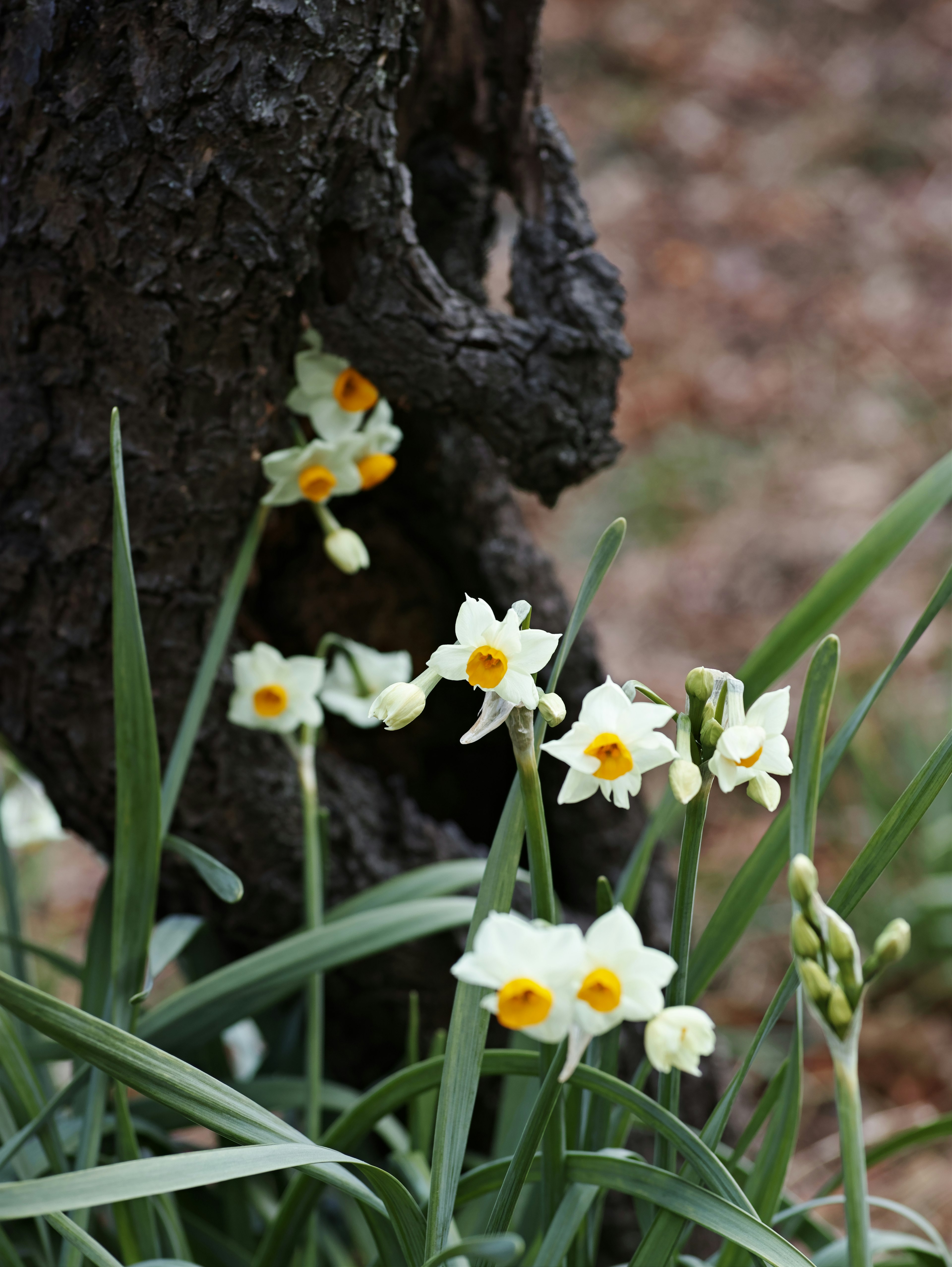 Fleurs de jonquille avec des centres jaunes fleurissant près d'un tronc d'arbre avec des feuilles vertes