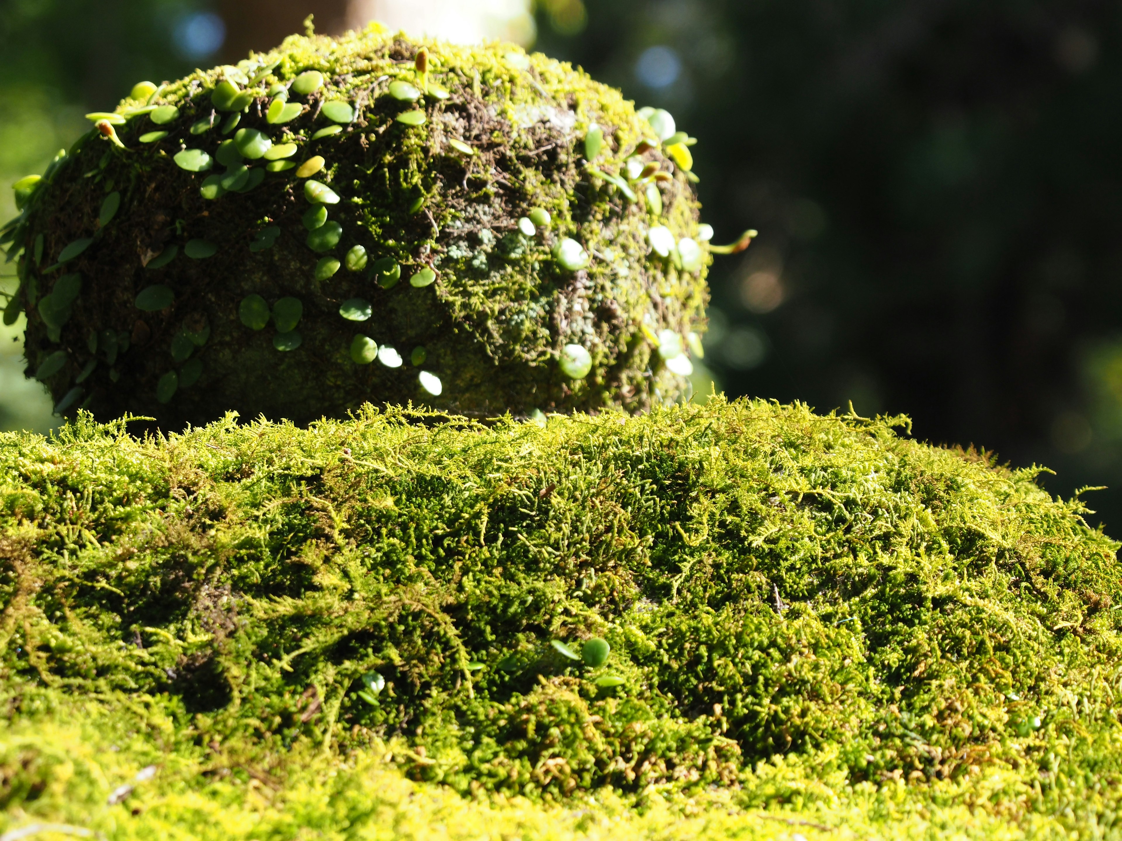 Close-up of moss-covered rocks and ground highlighting natural beauty