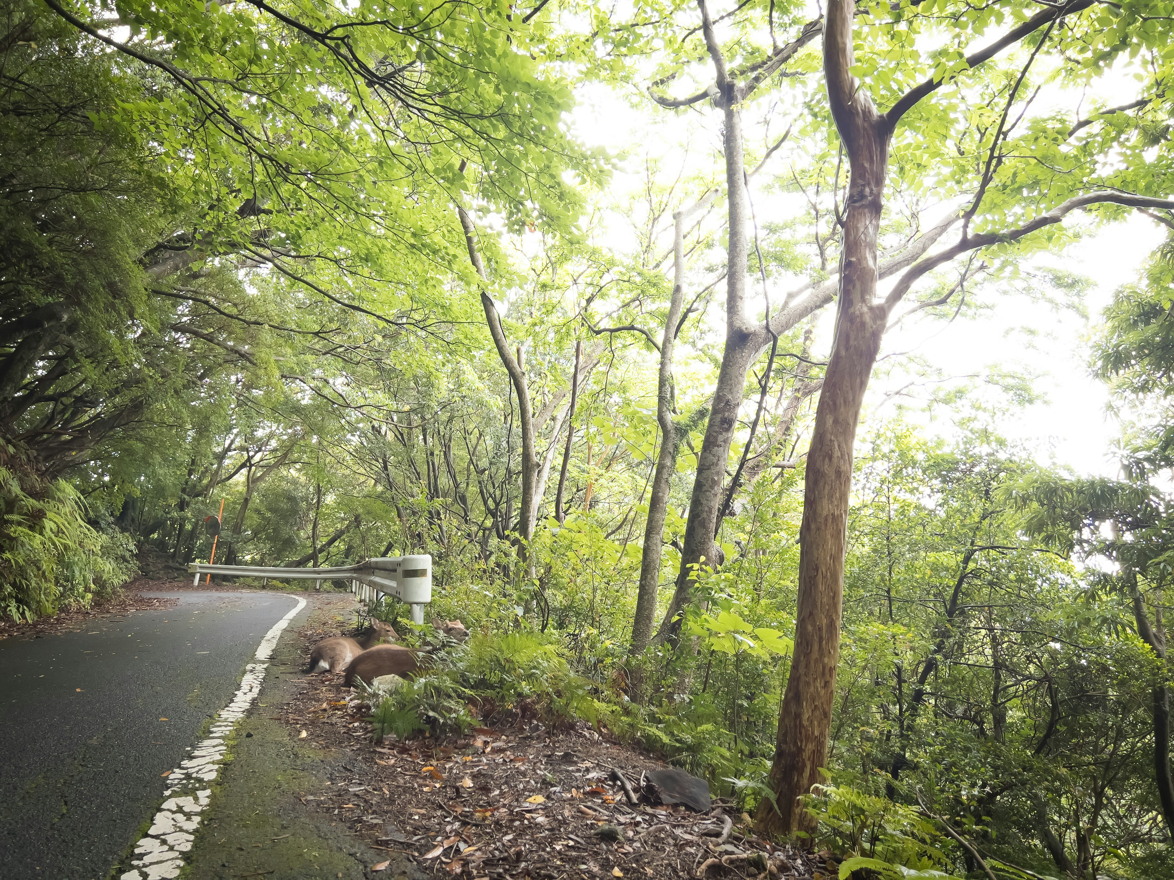 Una carretera tranquila rodeada de árboles verdes exuberantes