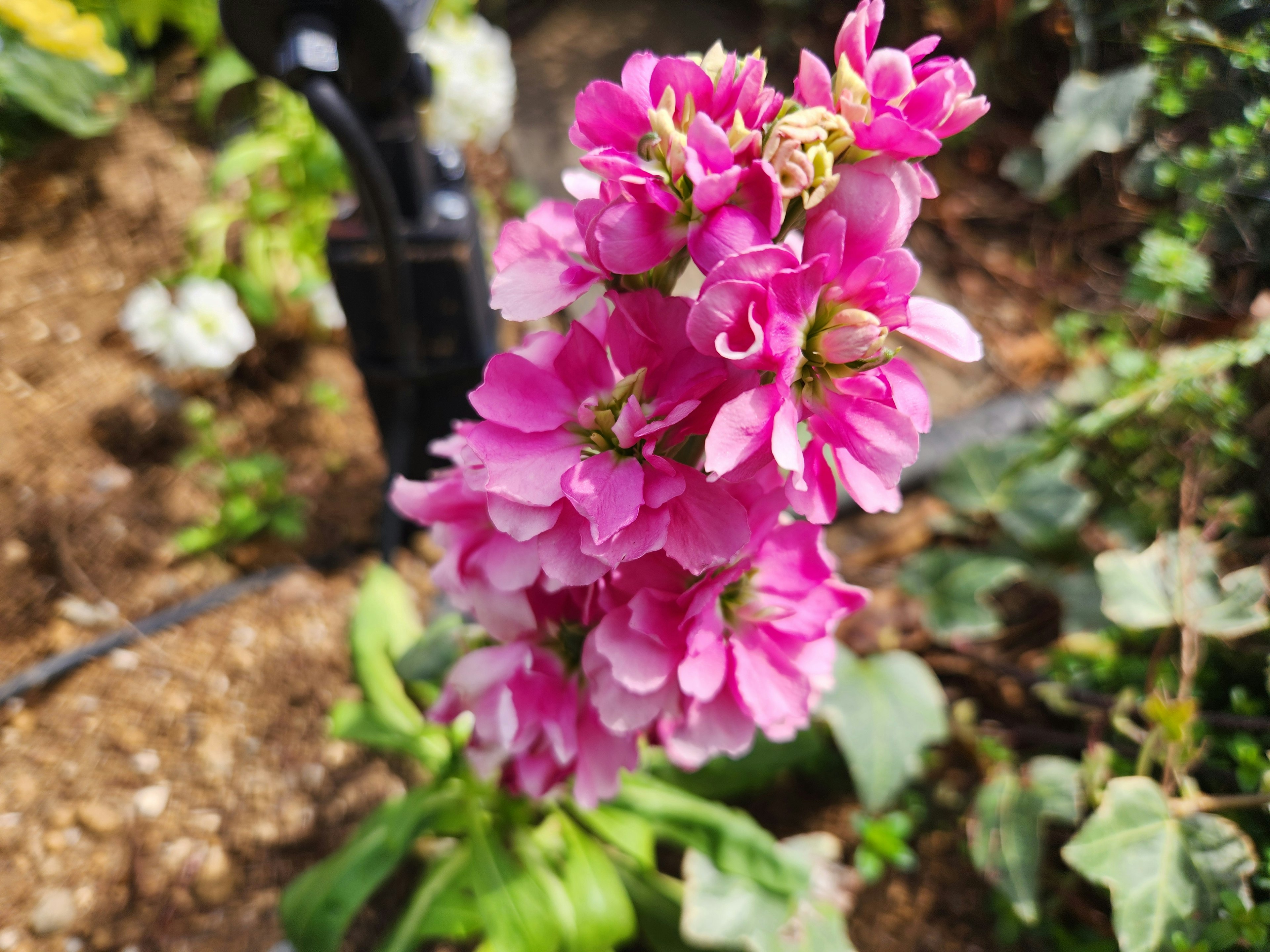 Close-up tanaman dengan bunga pink cerah