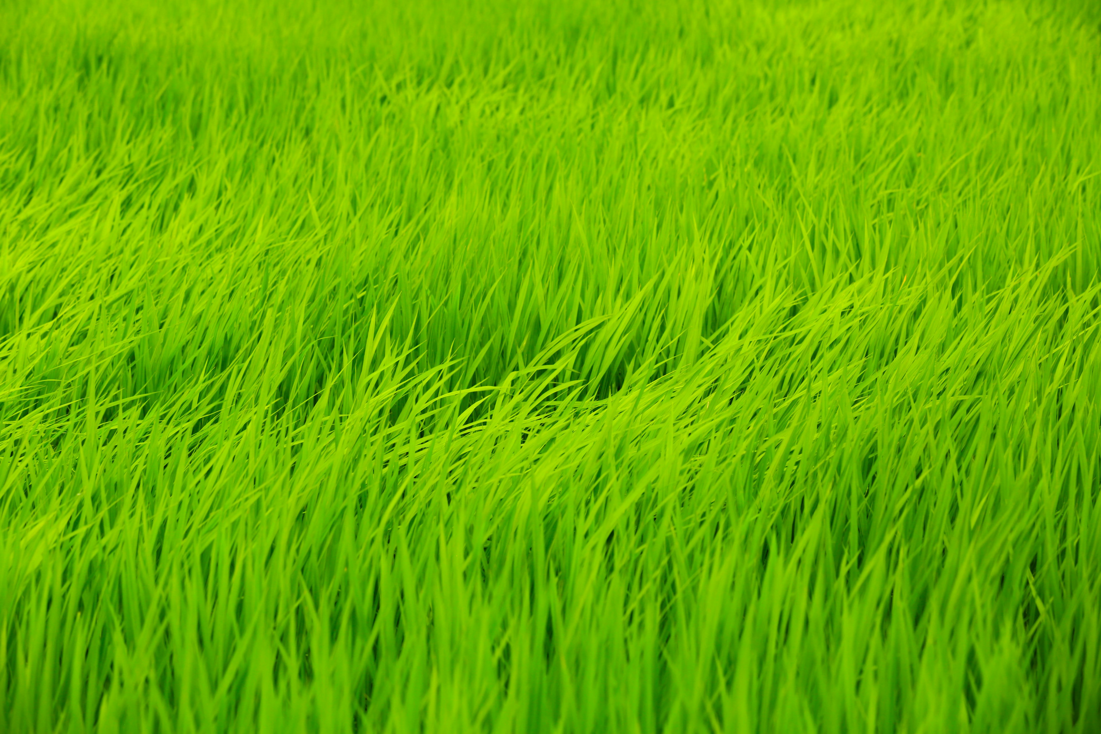 Primo piano di un campo di riso con steli verdi che ondeggiano nel vento