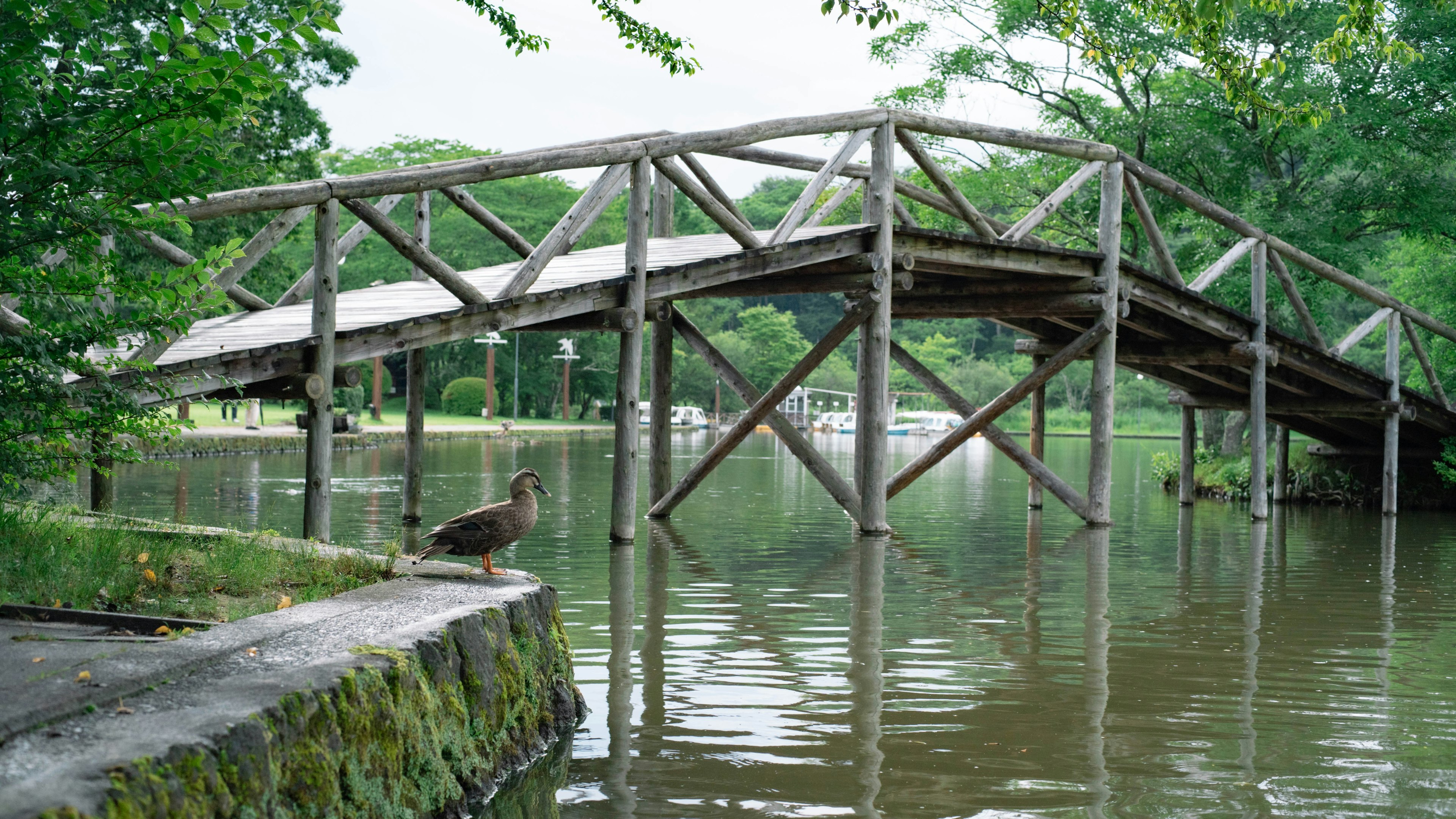 Wooden bridge over a pond surrounded by greenery