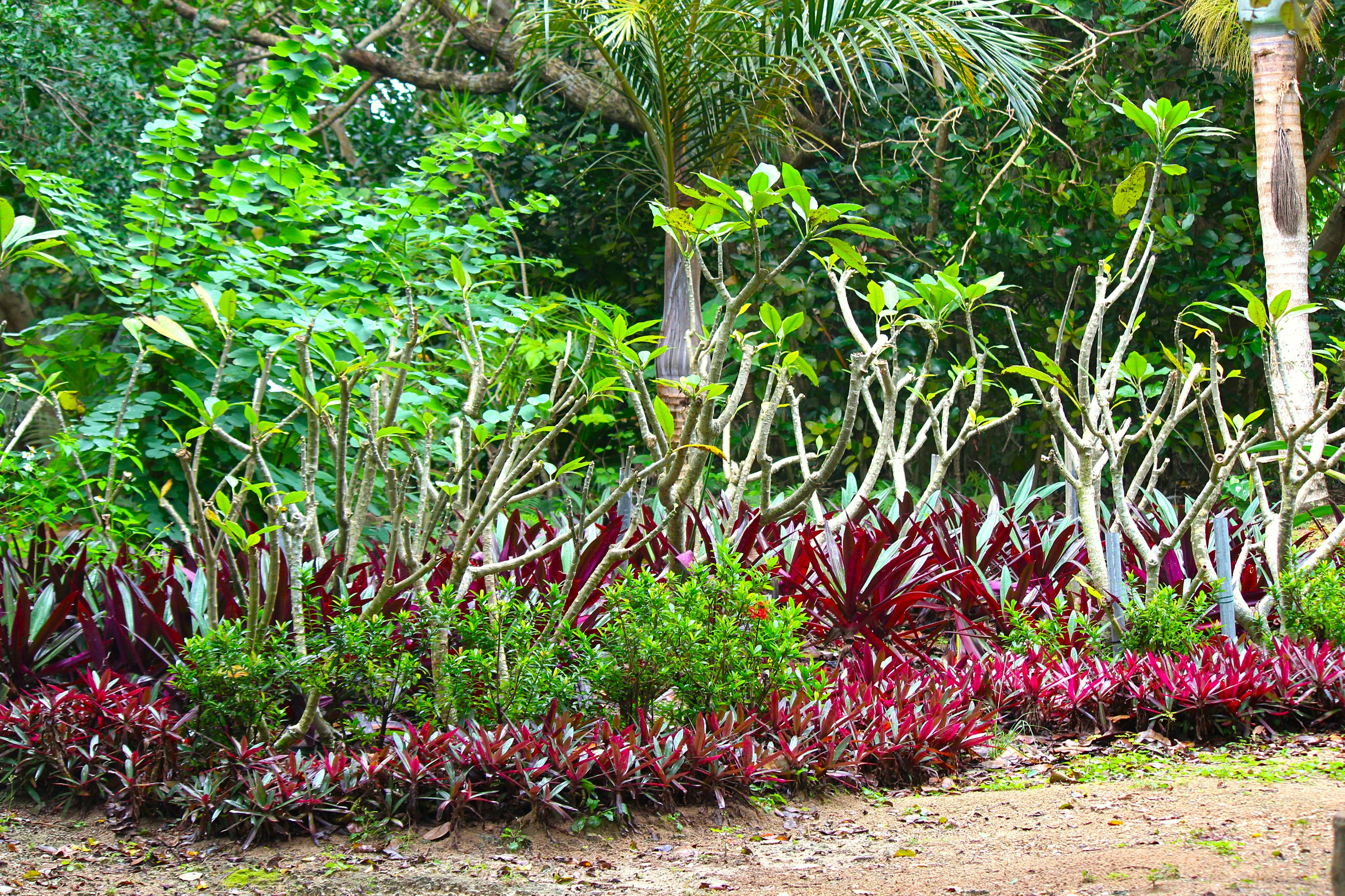 Scène de jardin luxuriant avec des plantes colorées et un feuillage tropical