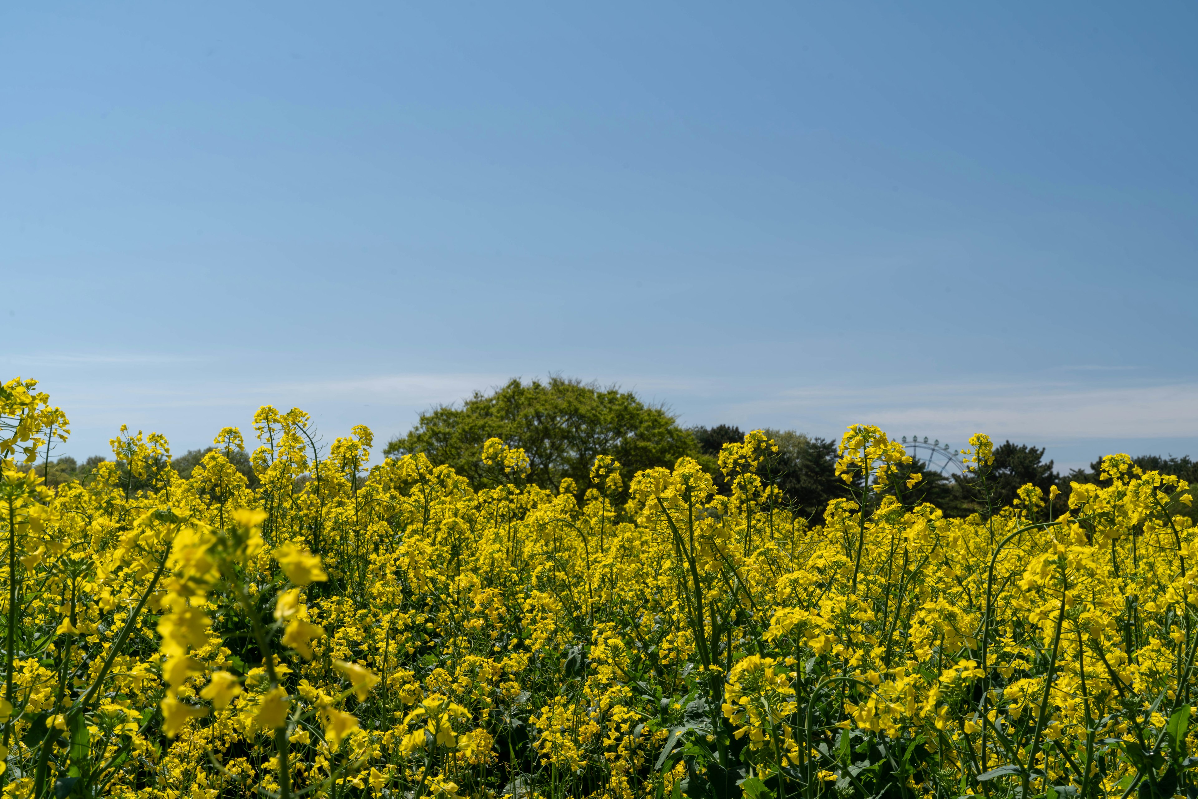 Campo de flores de colza amarillas brillantes bajo un cielo azul claro con árboles verdes al fondo