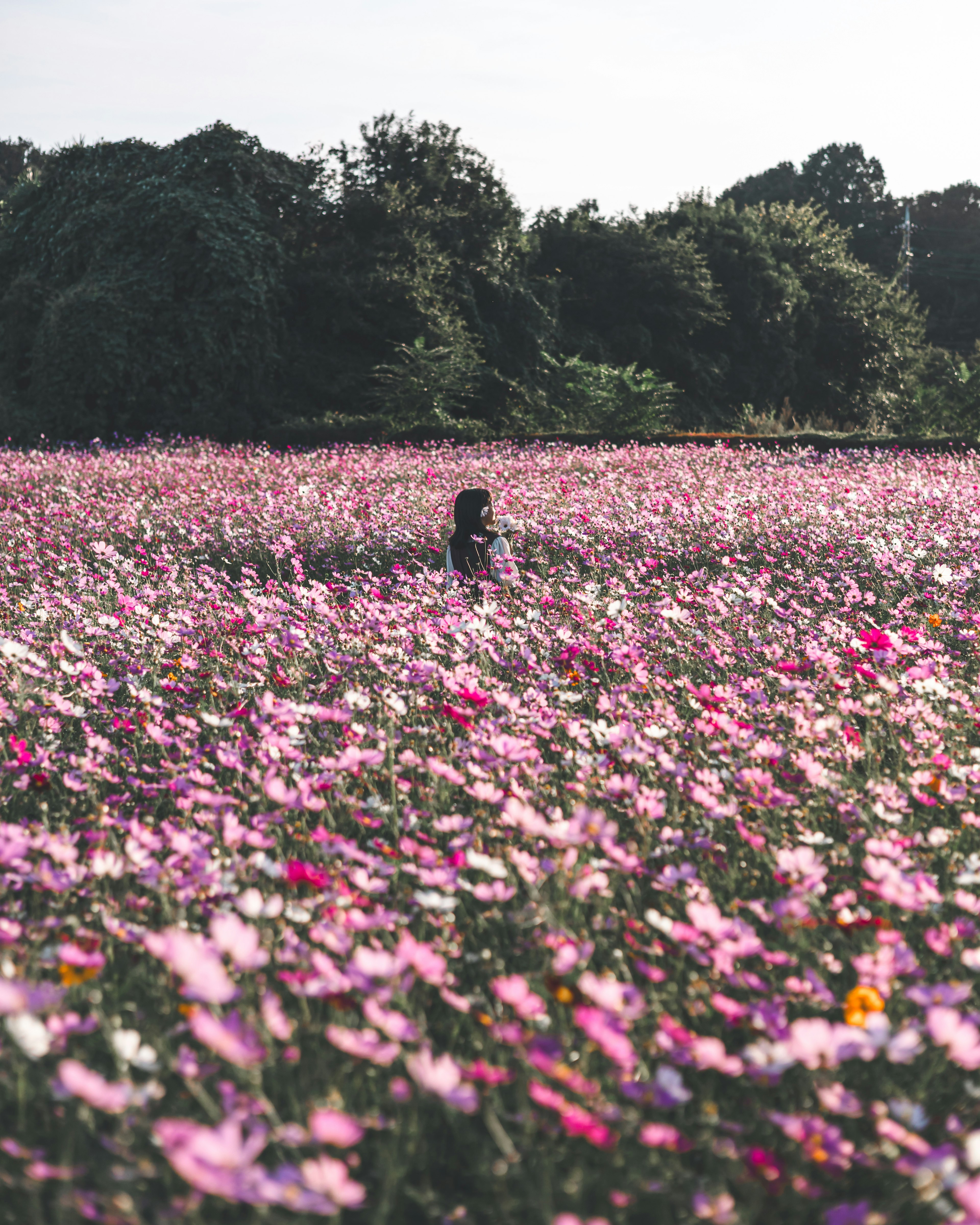 Una persona in piedi in un vasto campo di fiori cosmos colorati