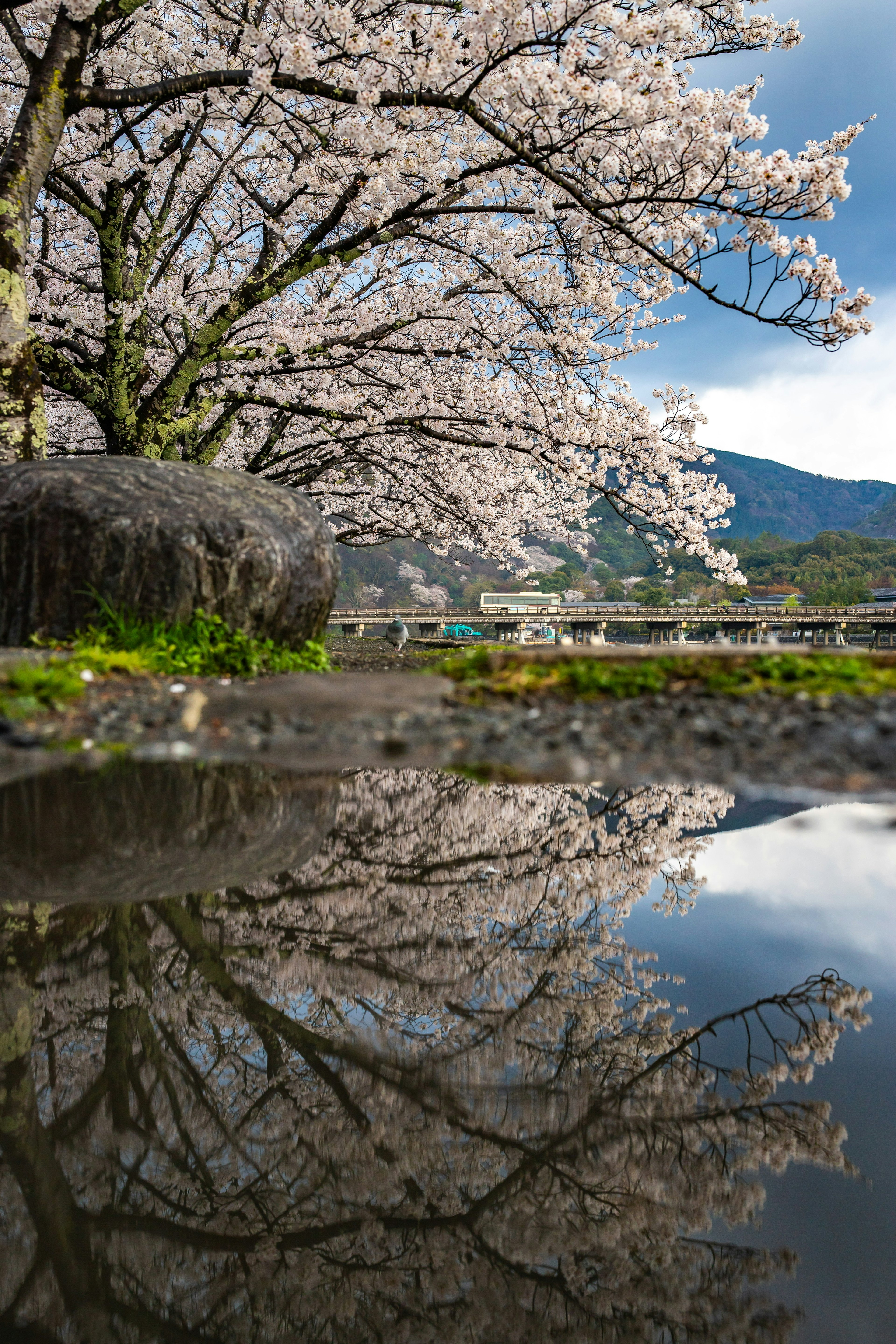 Beautiful scene of a cherry blossom tree and its reflection in a puddle