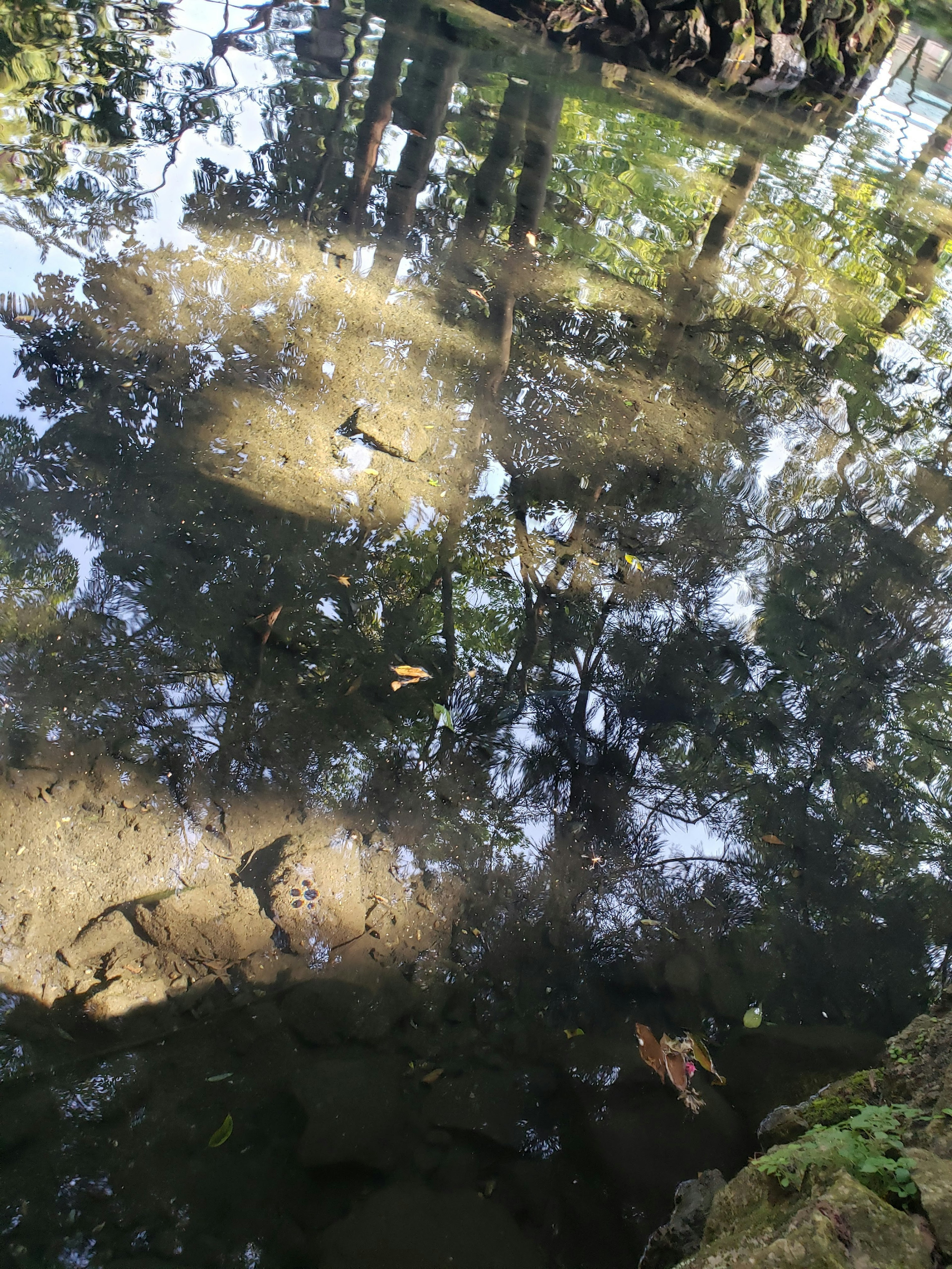 Reflections of trees on a calm water surface with aquatic plants