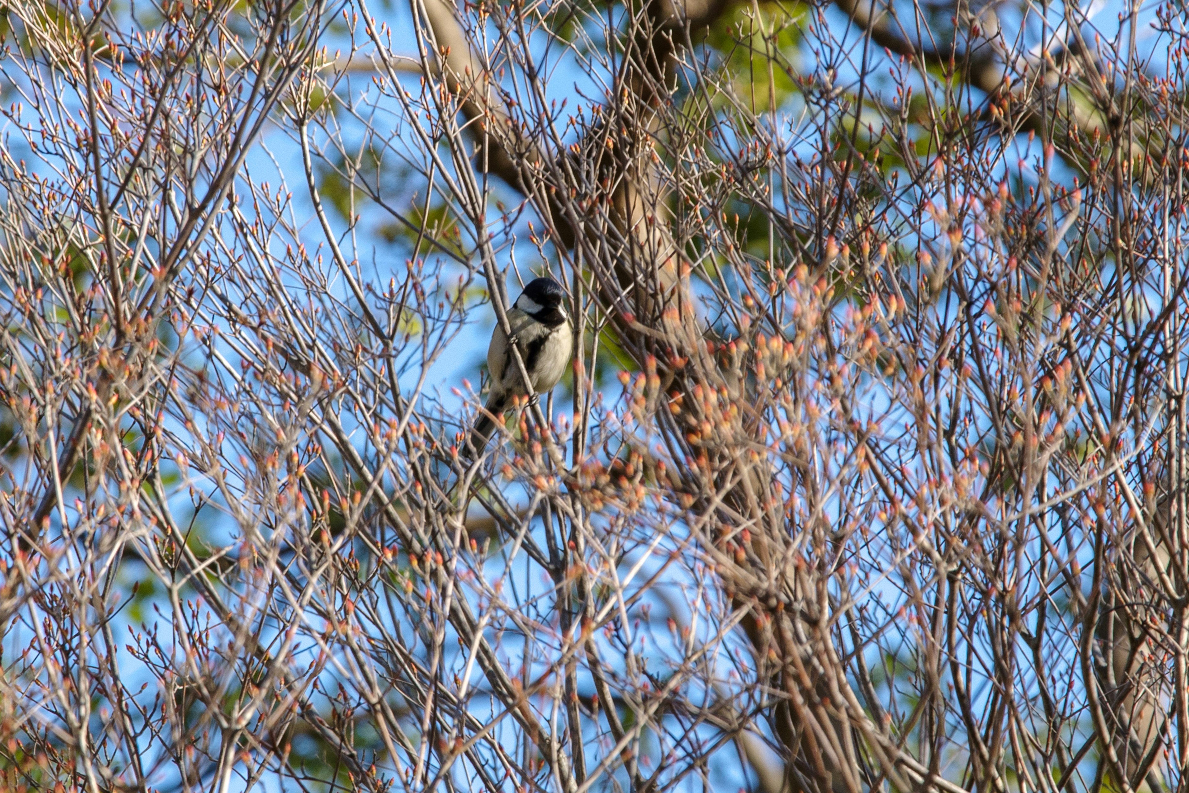 Un pequeño pájaro posado en ramas de árbol con un cielo azul claro de fondo