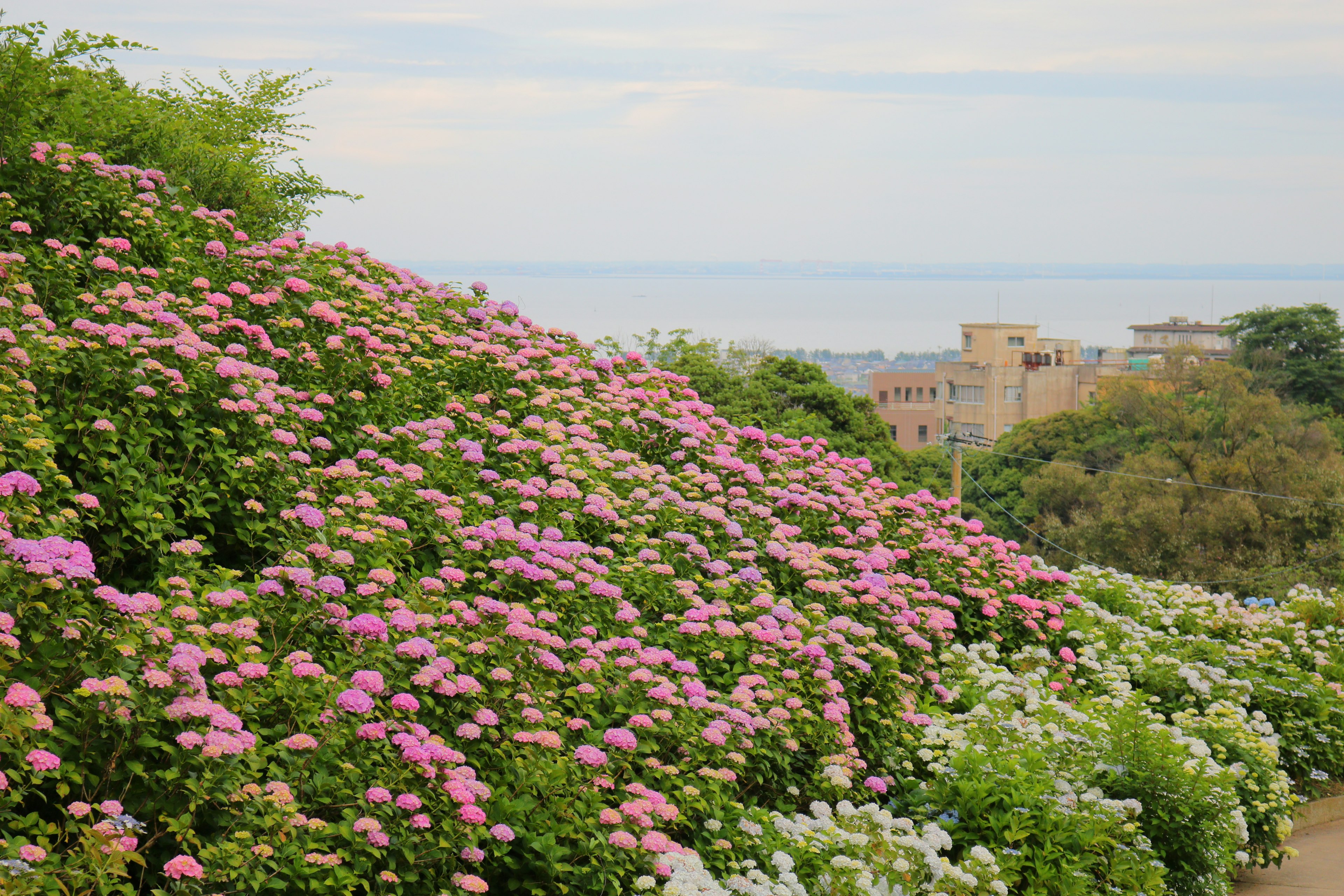 色とりどりの花が咲く丘の風景 青い海が遠くに見える