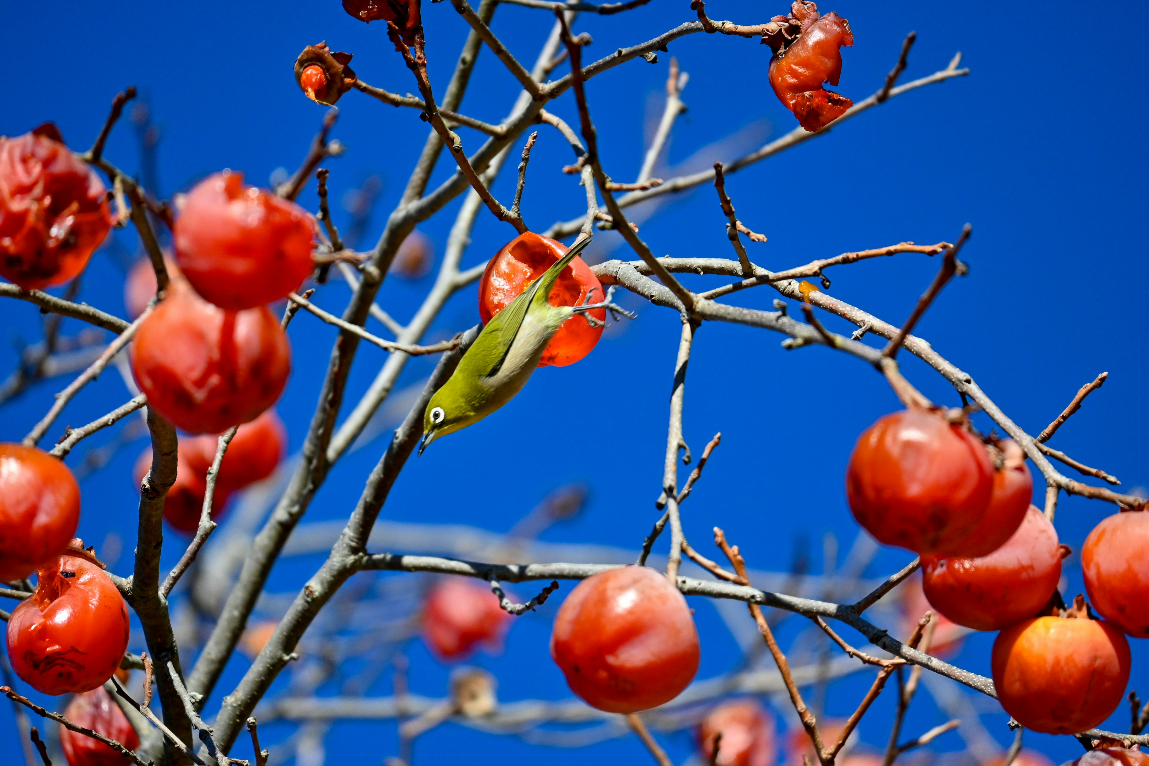 Branches with red fruits and a green insect against a blue sky