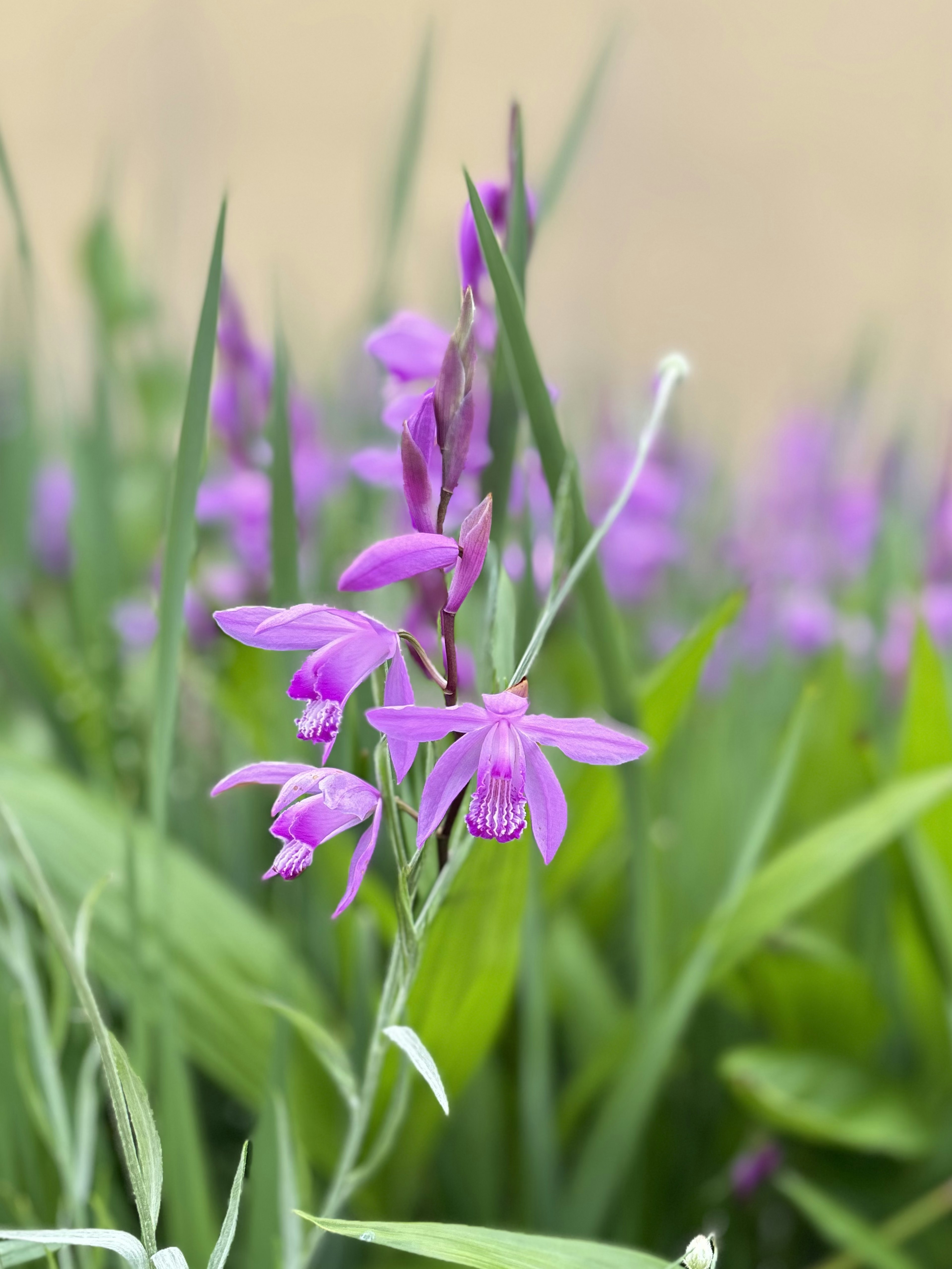 紫色の花が咲いている草原の写真で、緑の葉に囲まれている