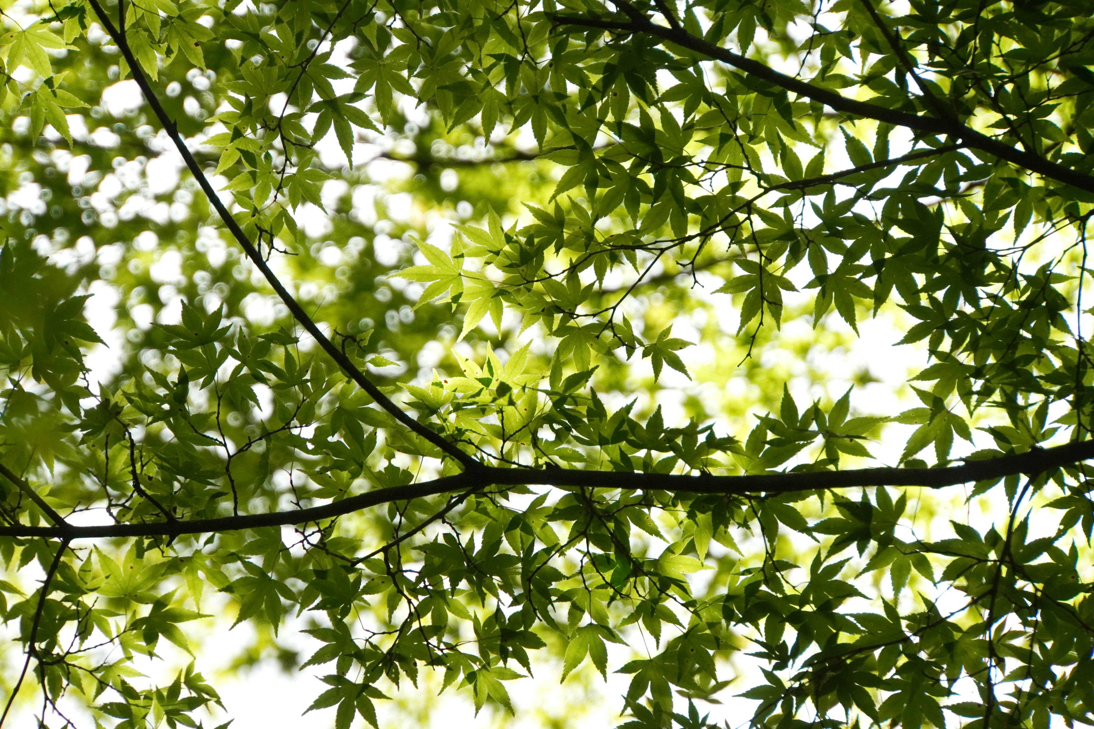 Photo of tree branches covered with lush green leaves soft light filtering through