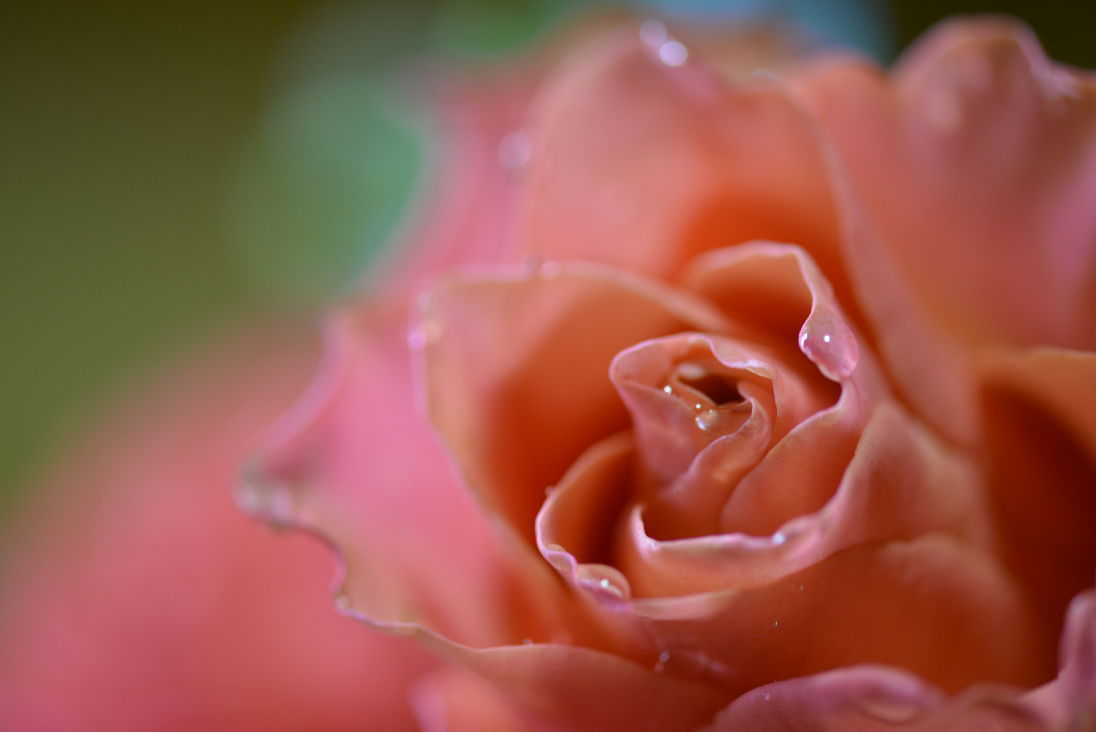 柔らかなピンクのバラの花のクローズアップ、水滴がついている