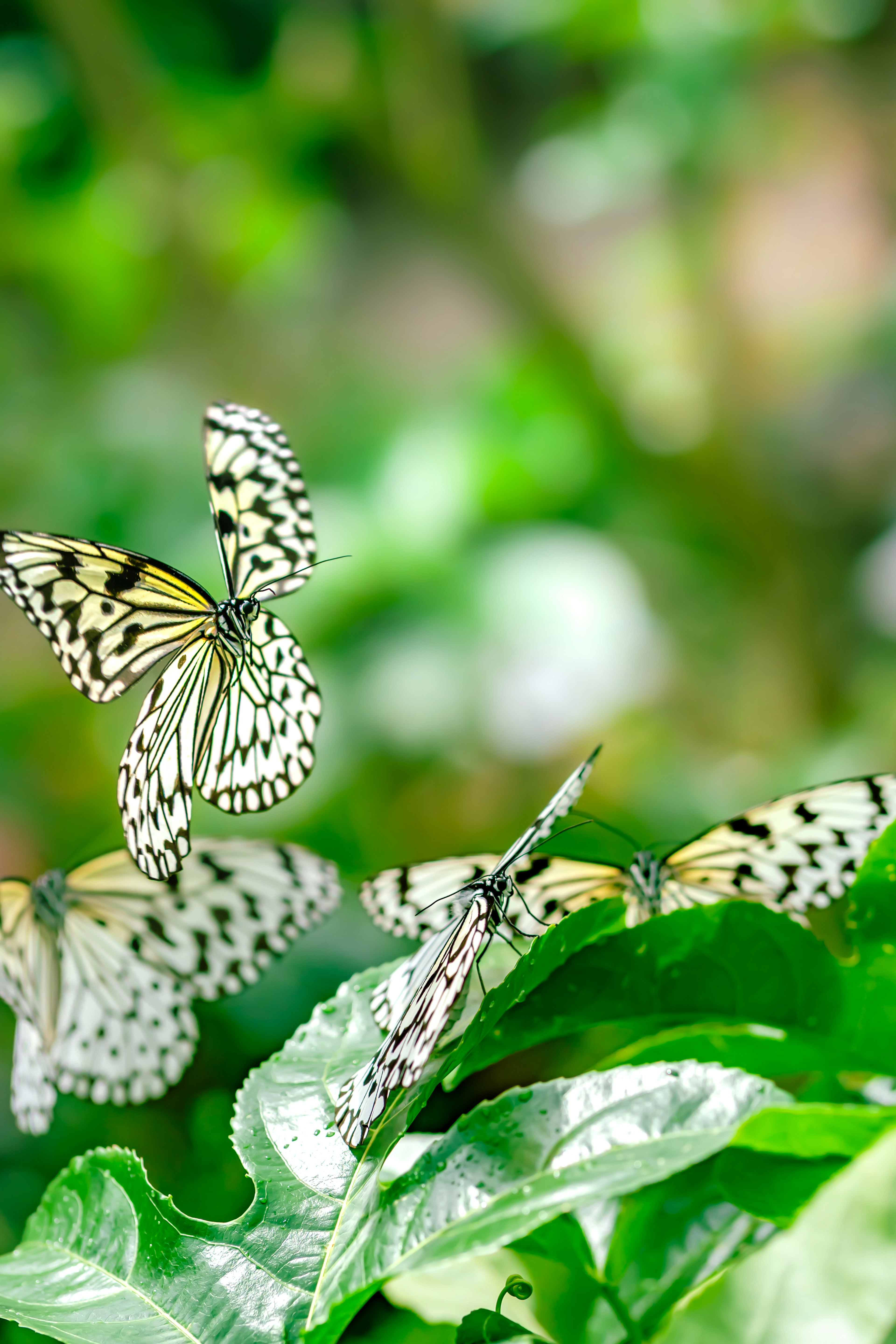 Several black and white butterflies fluttering against a green background