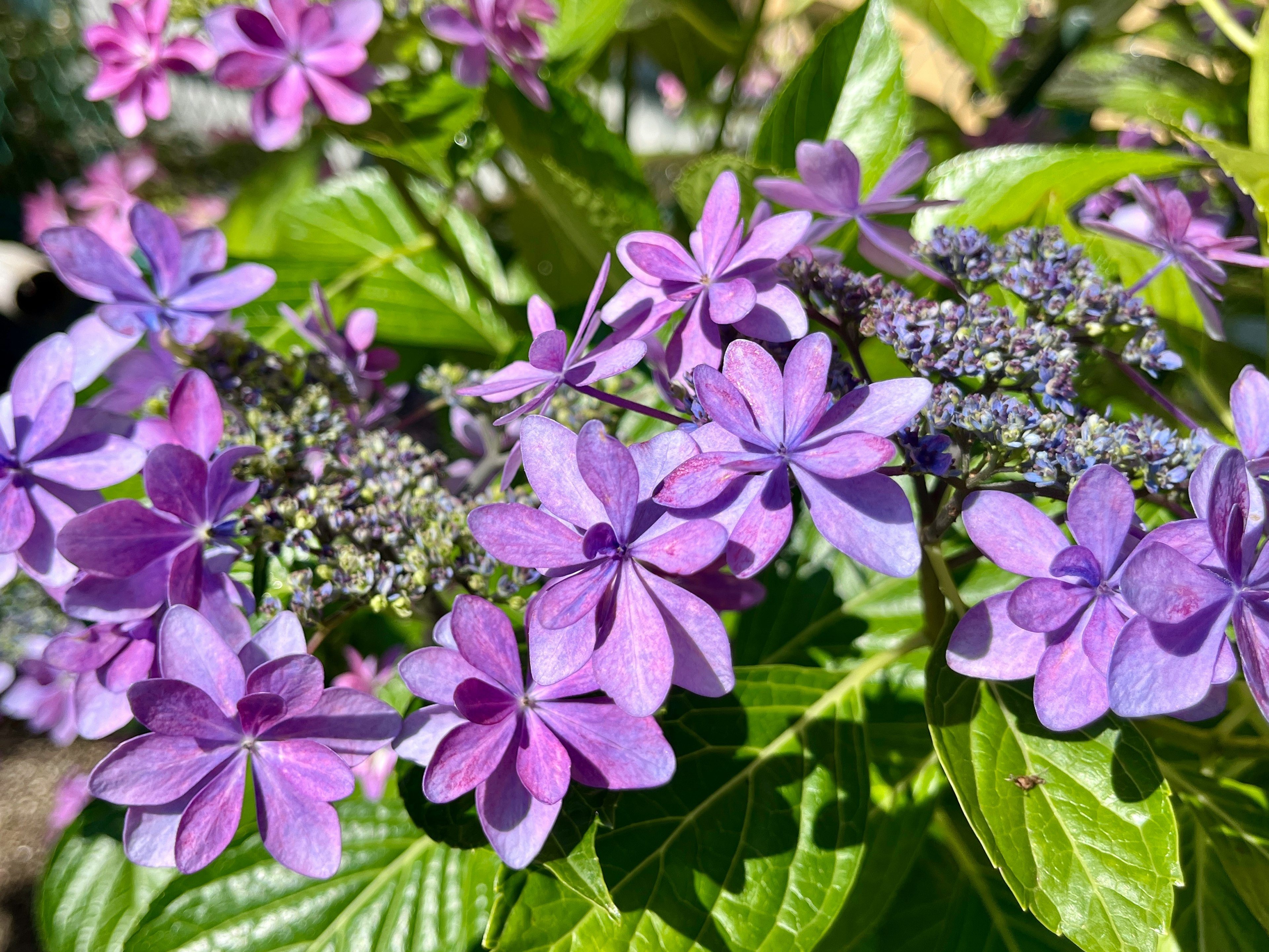 紫色の花が咲いている緑の葉の植物のクローズアップ