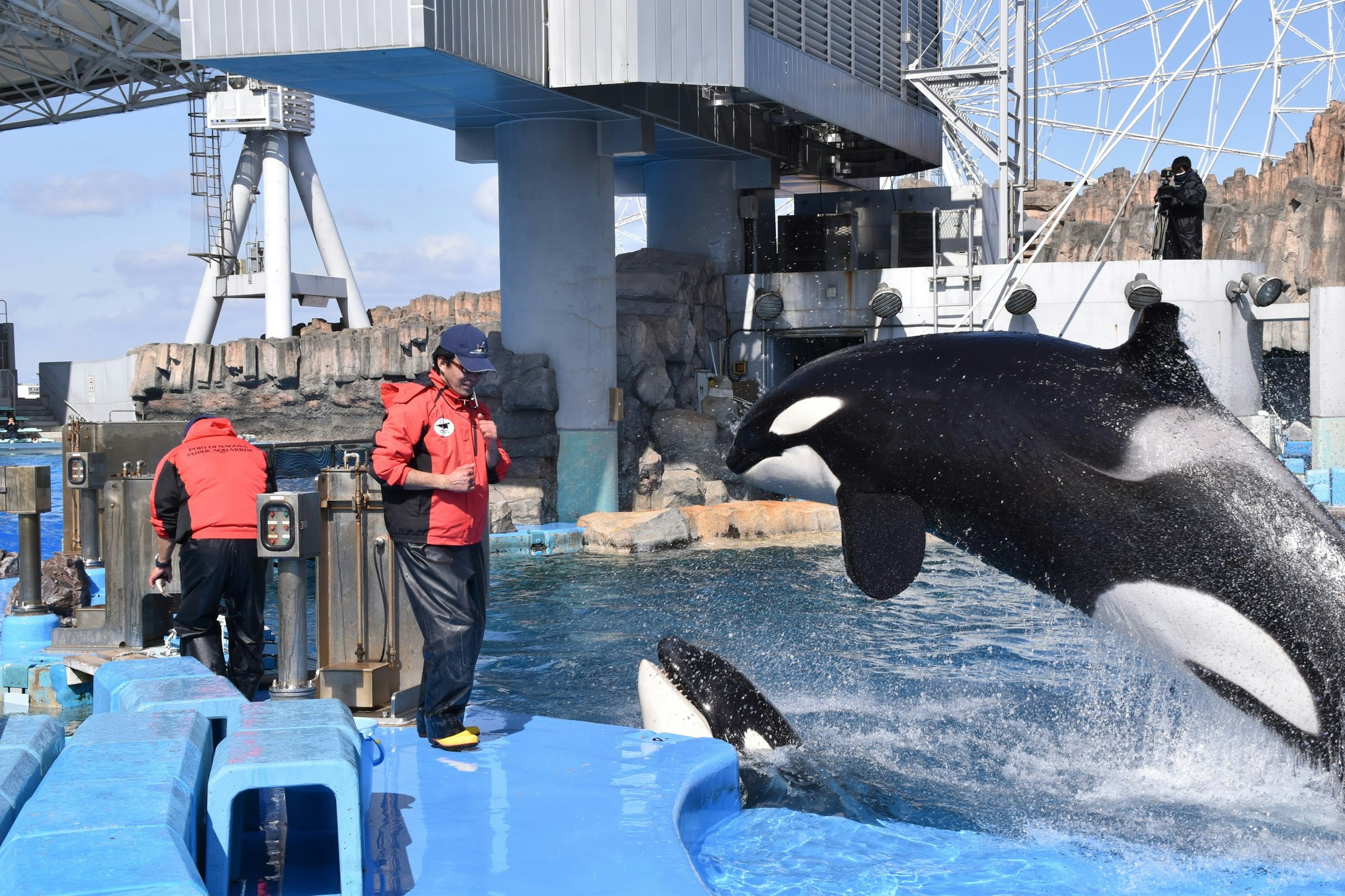 Orca jumping in a marine park scene two trainers standing nearby