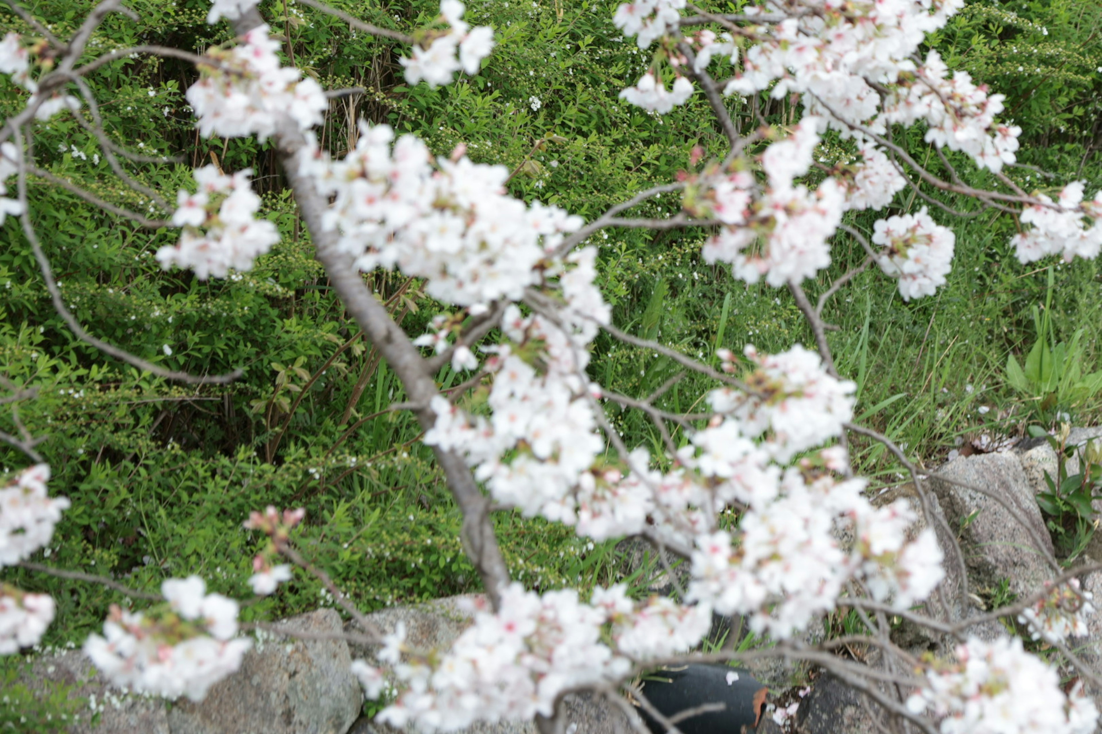 Primer plano de ramas de cerezo en flor con flores blancas sobre un fondo verde