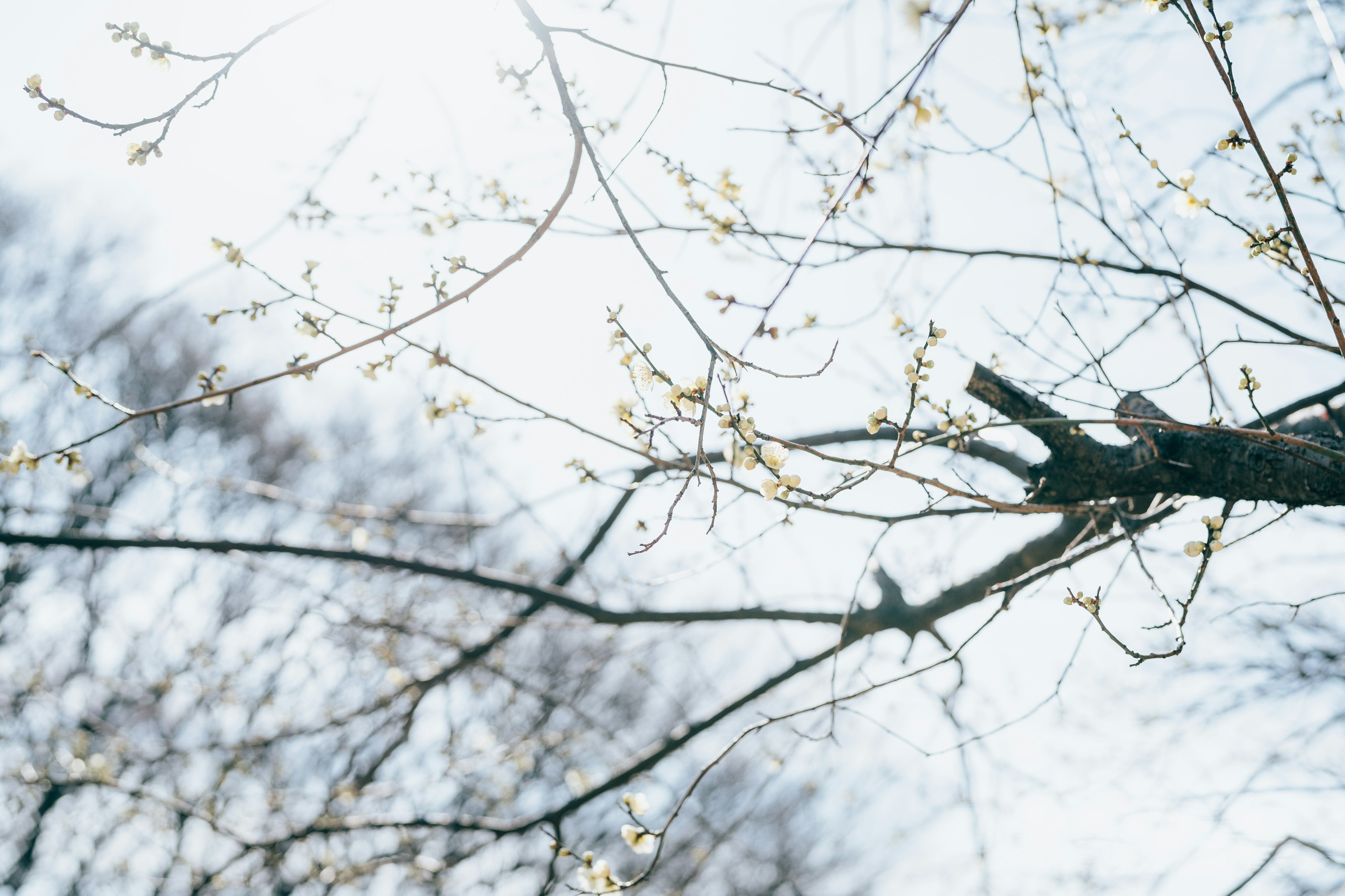 春の木の枝に小さな鳥が止まっている柔らかい光の中の風景