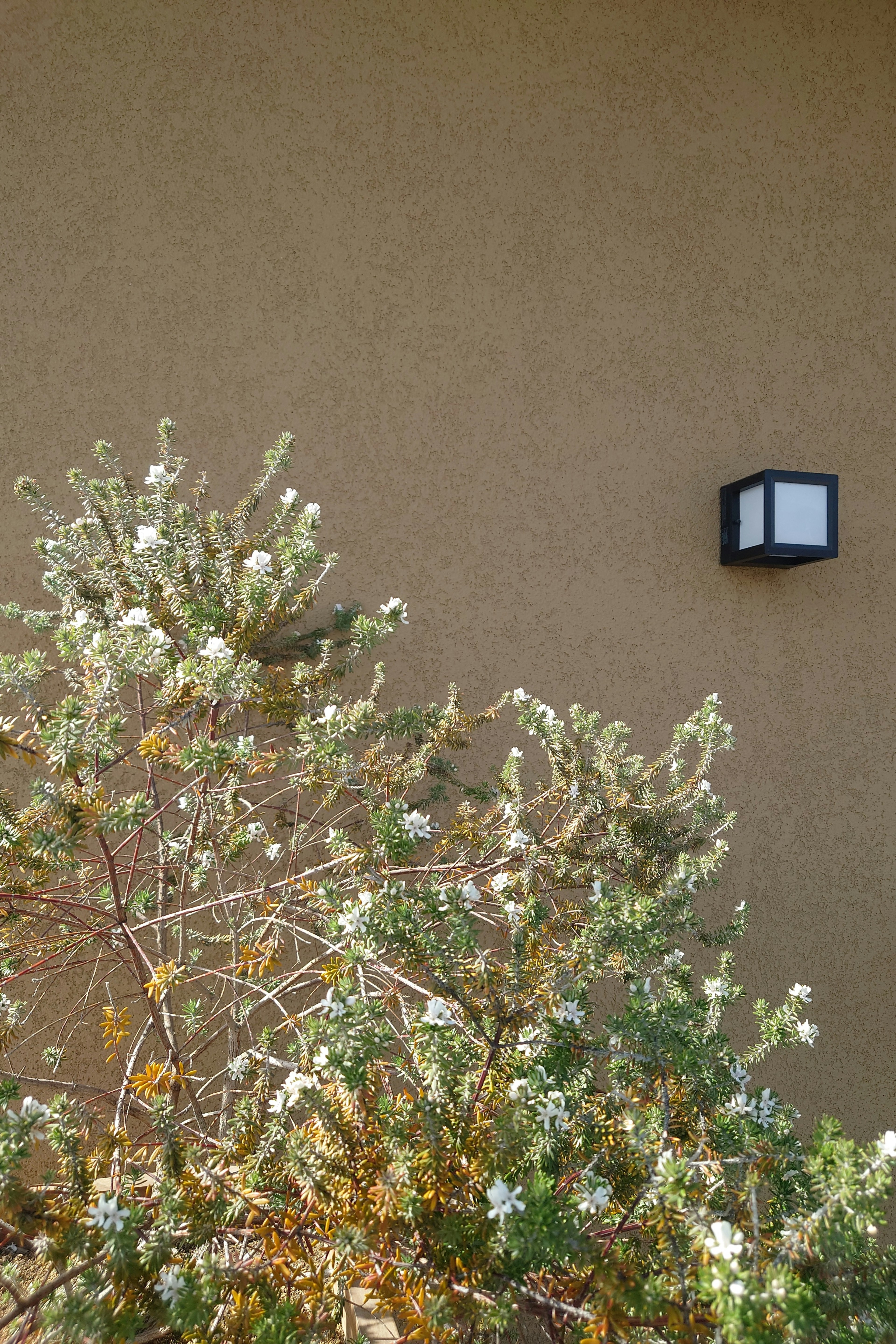 Black wall lamp mounted on a yellow wall with flowering shrub