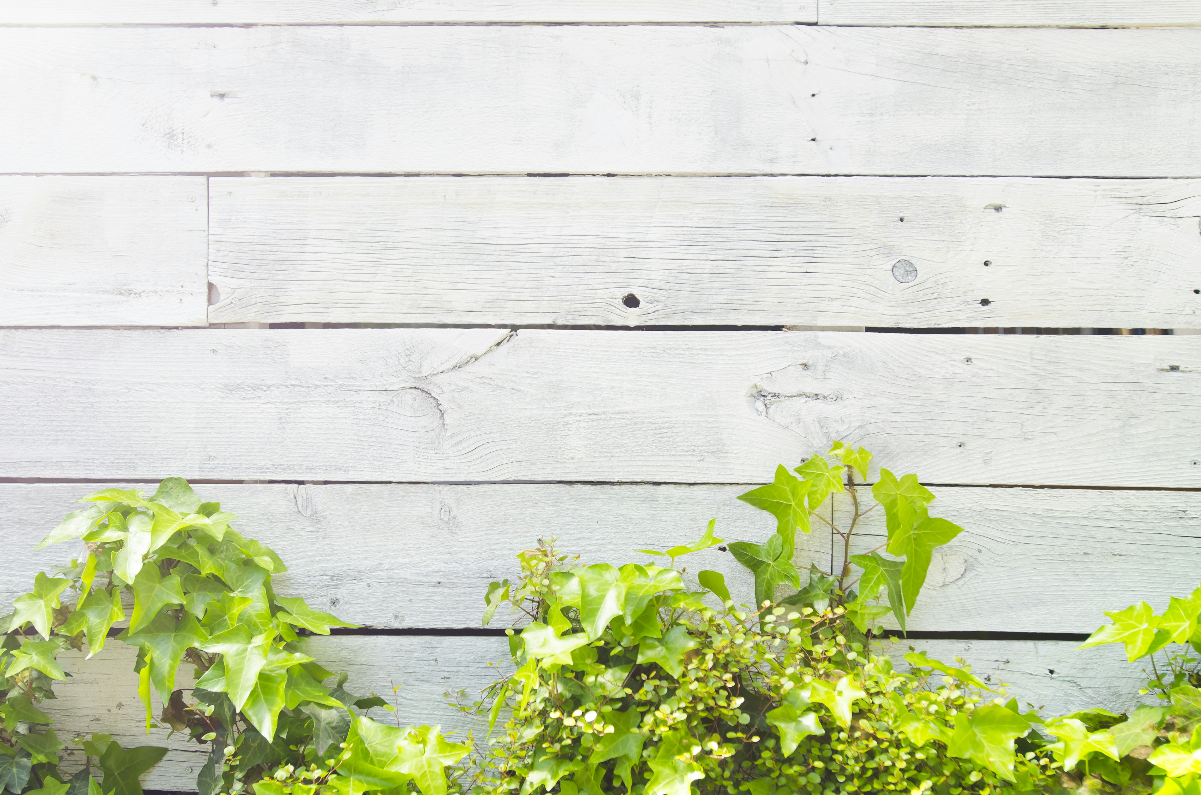 Contrast of white wooden wall and green leafy plants