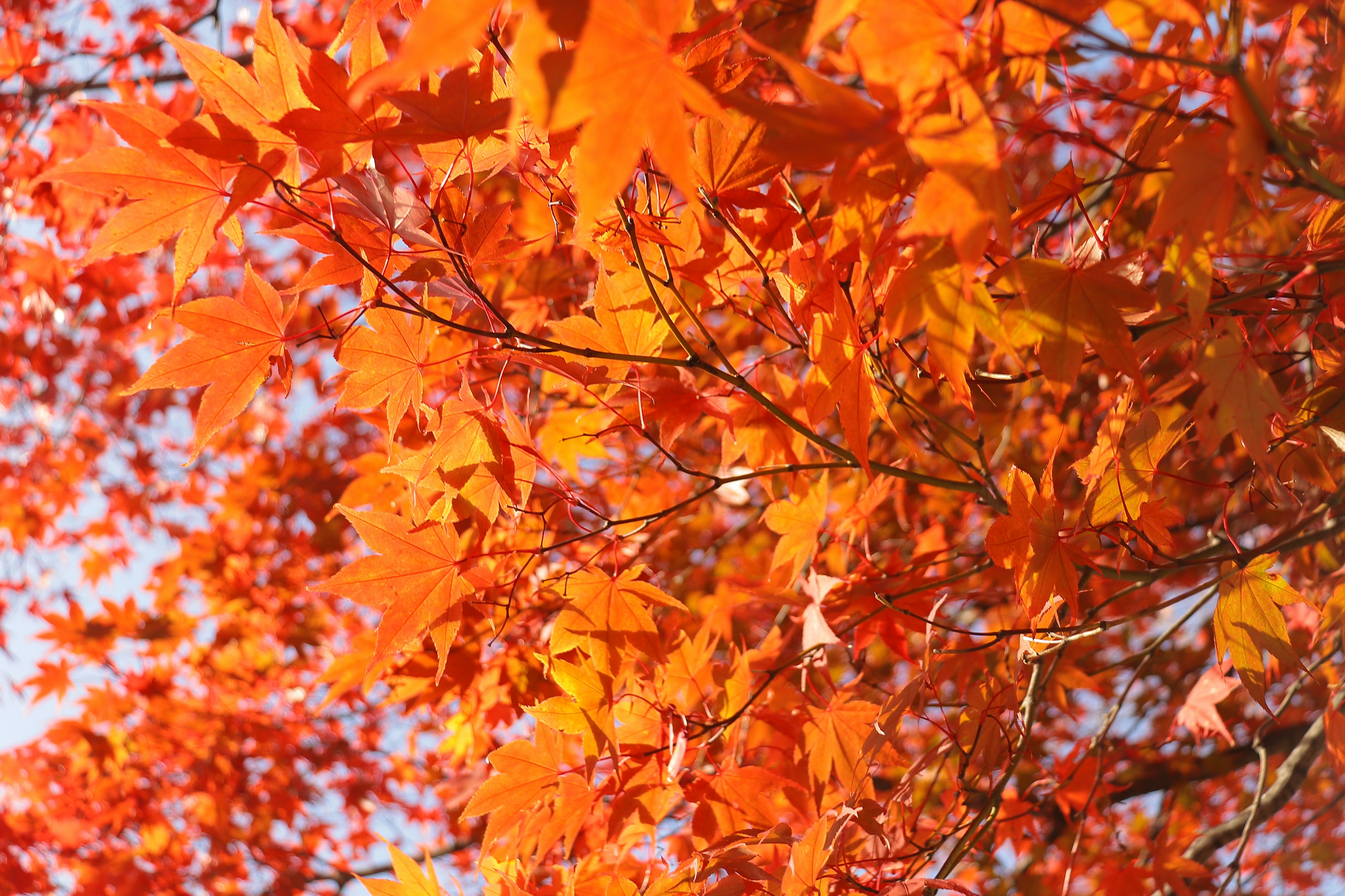 Feuilles orange vif sur des branches d'arbre