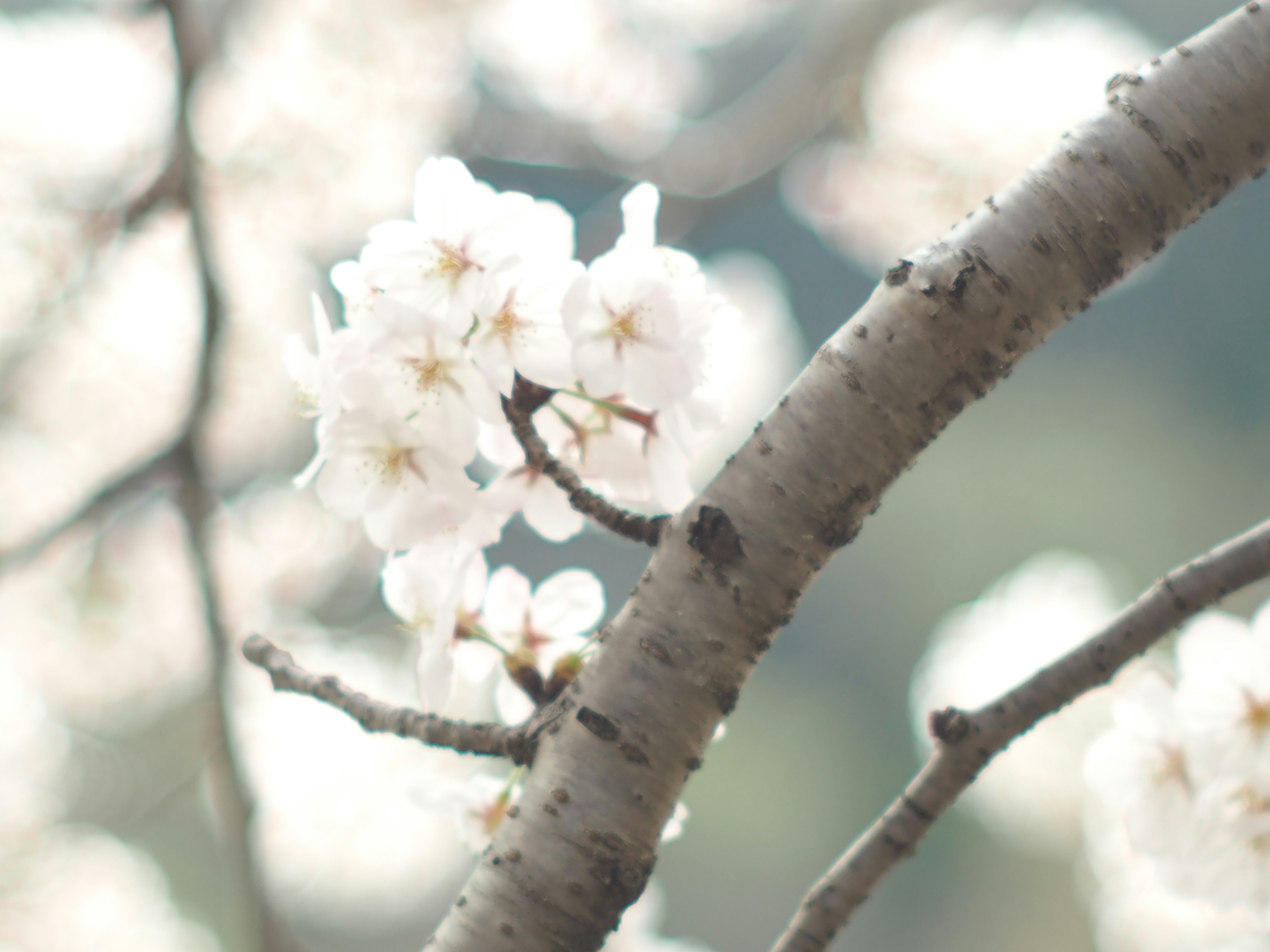 Nahaufnahme von weißen Kirschblüten an einem Ast