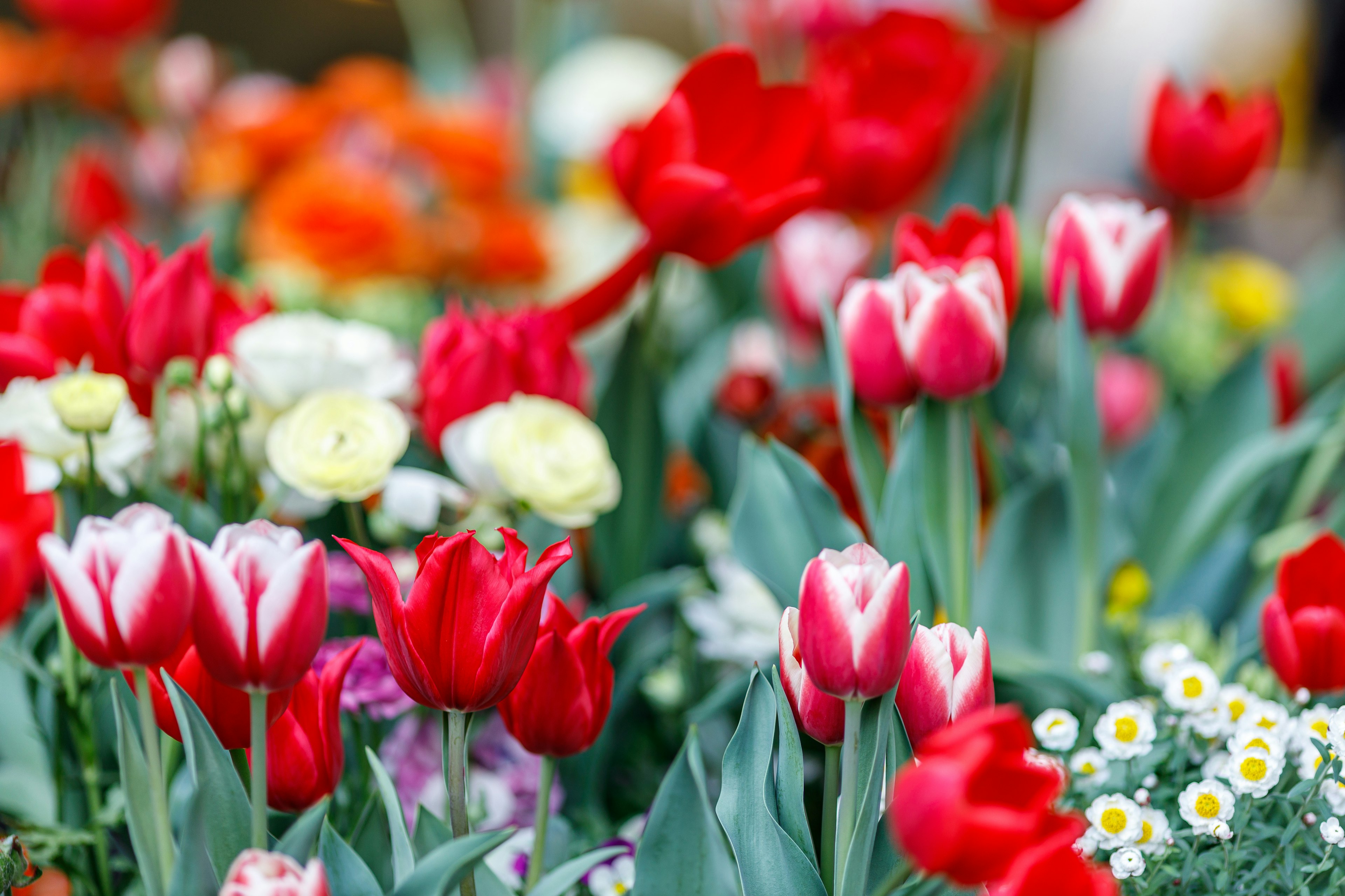 Jardín vibrante lleno de tulipanes rojos y varias flores coloridas