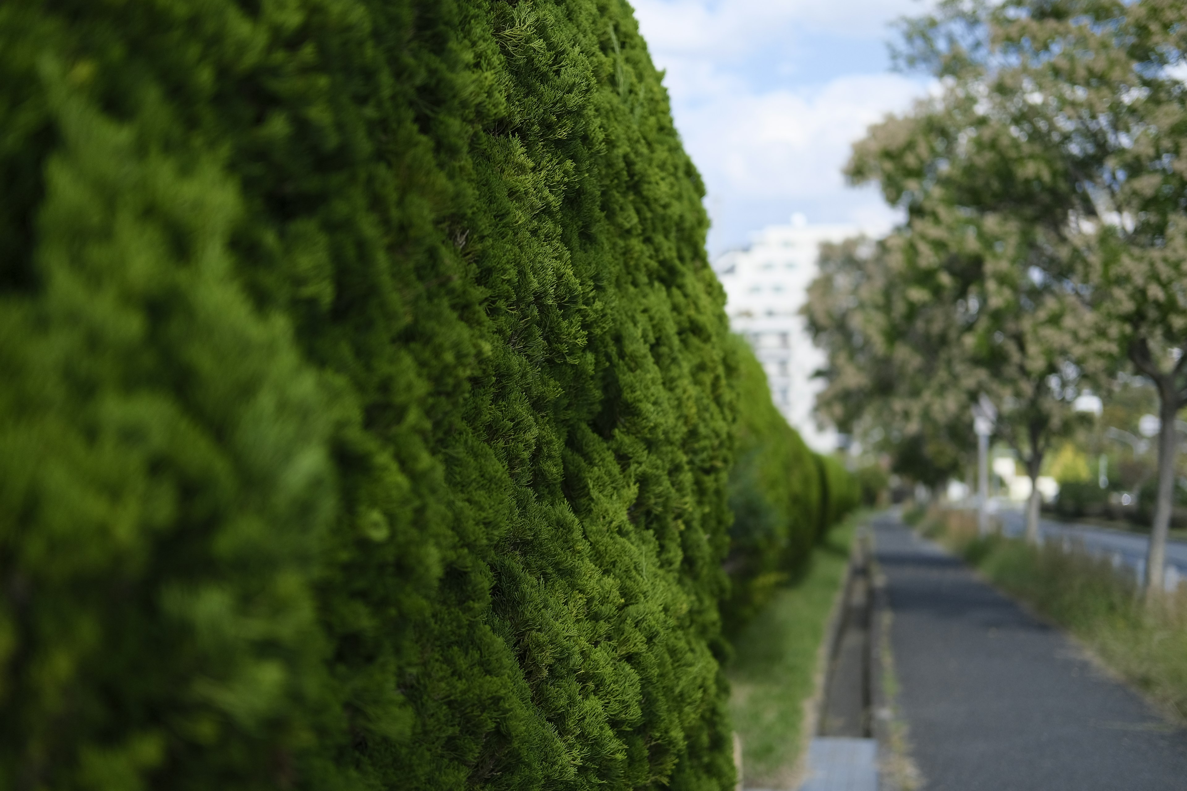 Landscape featuring a green hedge lining a walkway