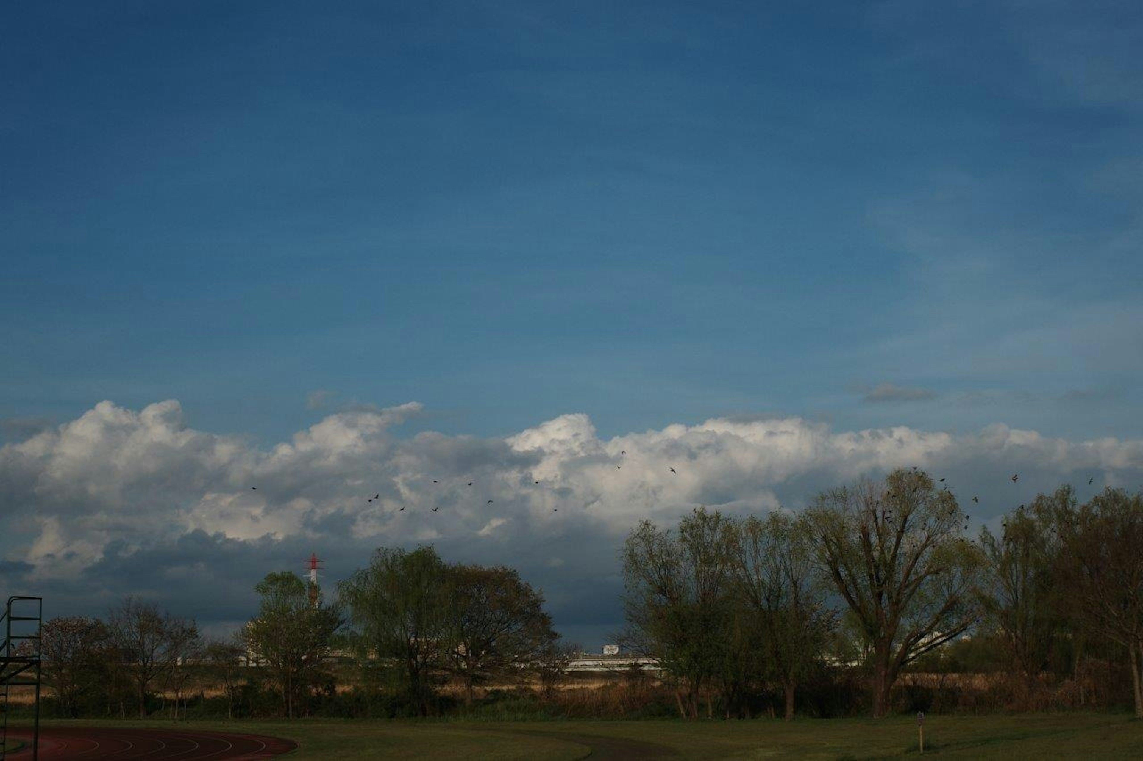 青空と白い雲が広がる風景 大きな木と草地が見える