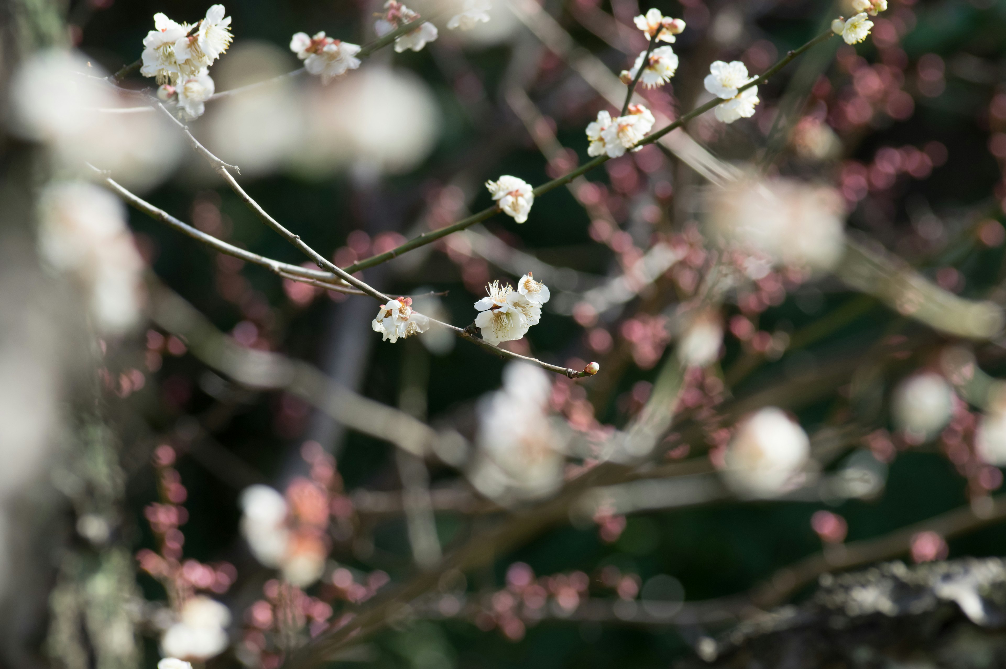 特寫鏡頭展示帶有白色花朵和粉色花蕾的樹枝