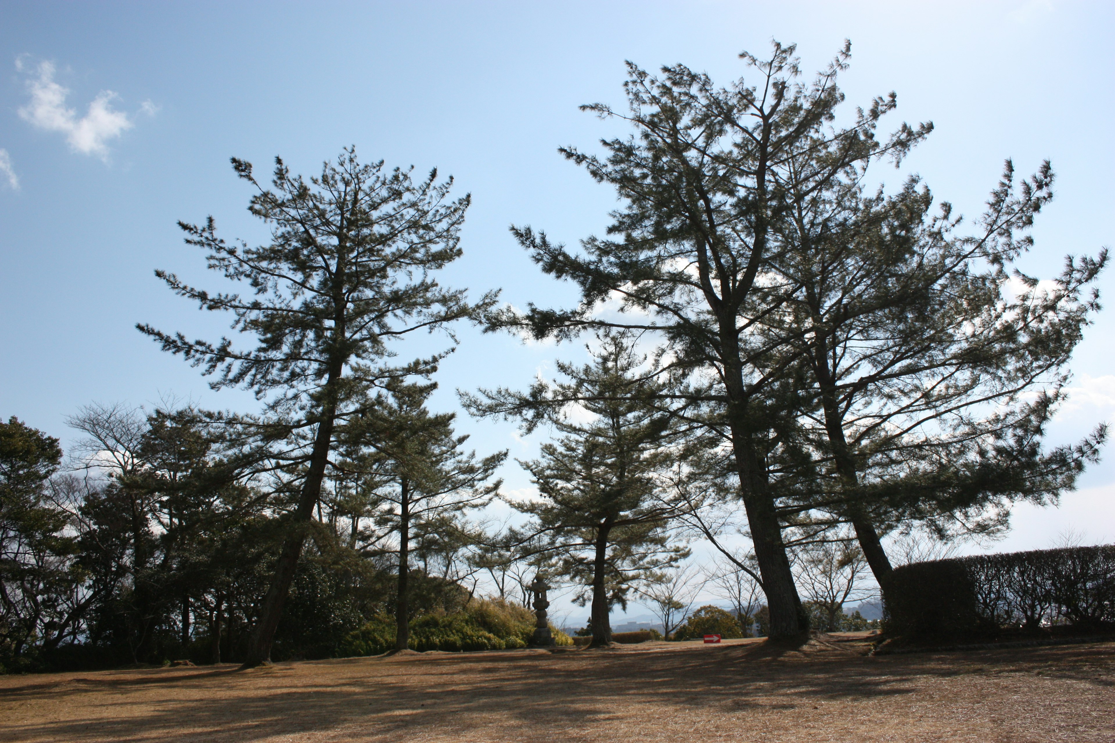 Pohon pinus tinggi di bawah langit biru dengan dedaunan hijau