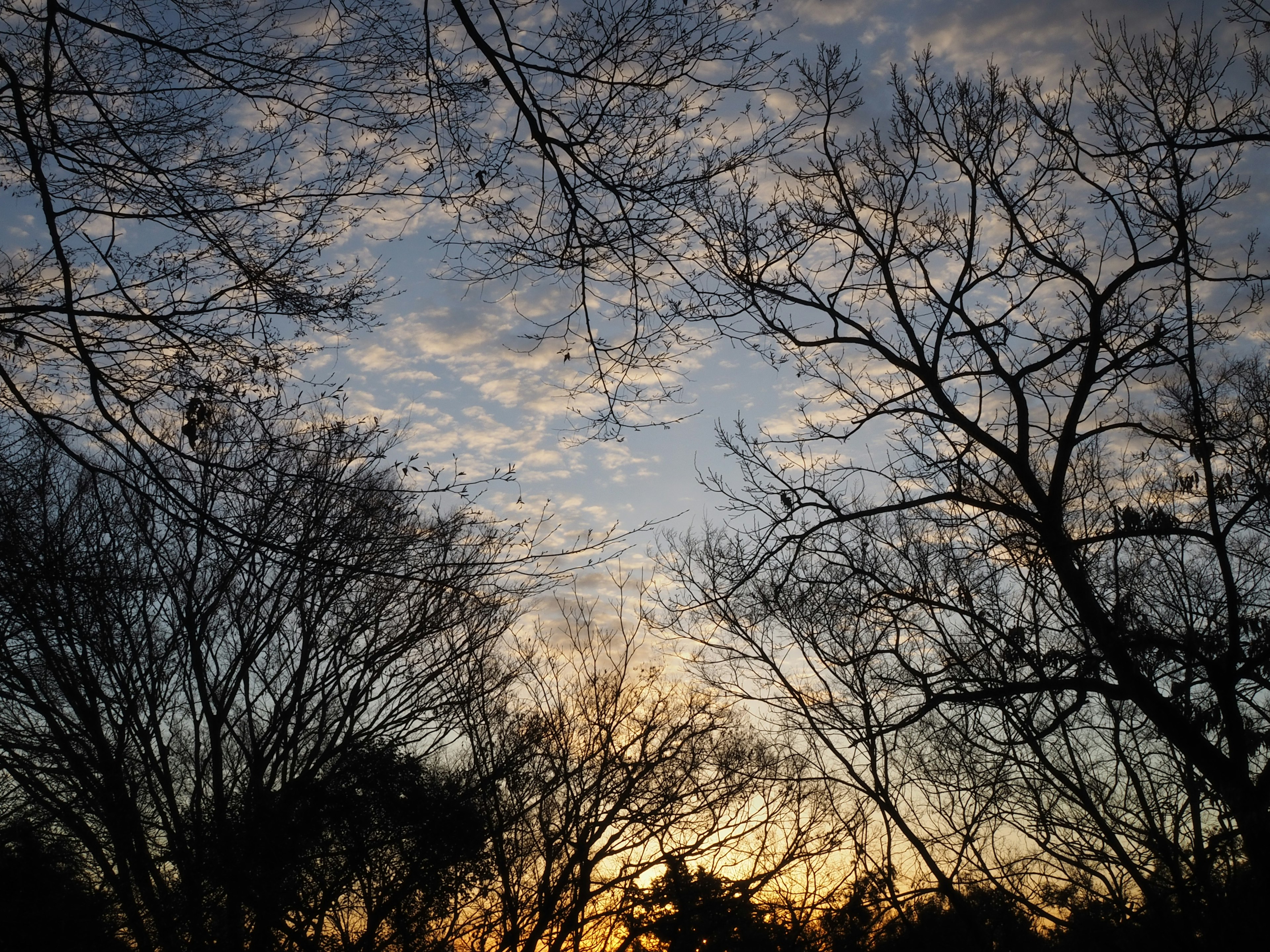 夕焼けの空と木々のシルエット