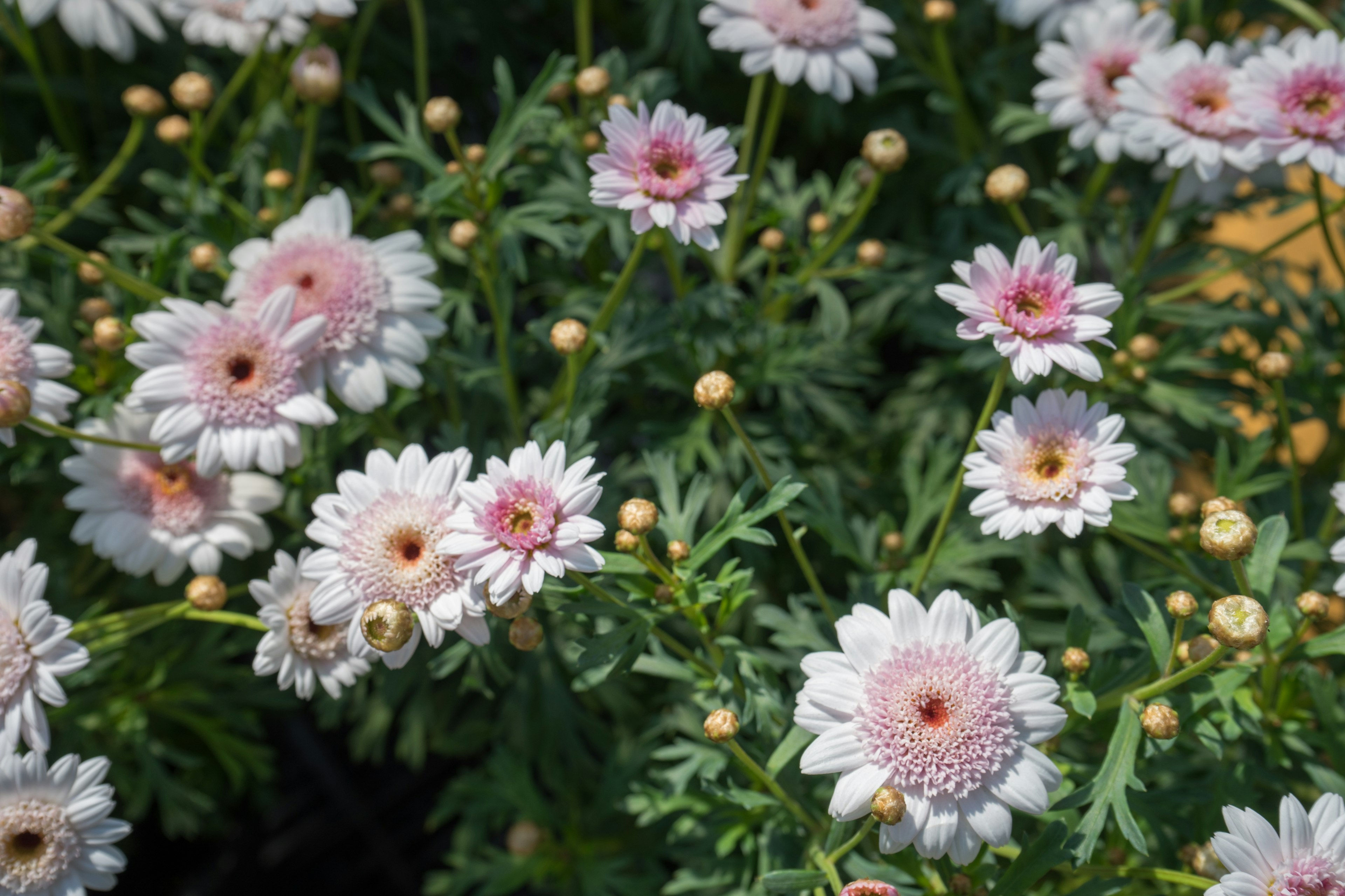 Close-up of green plants with pink and white flowers