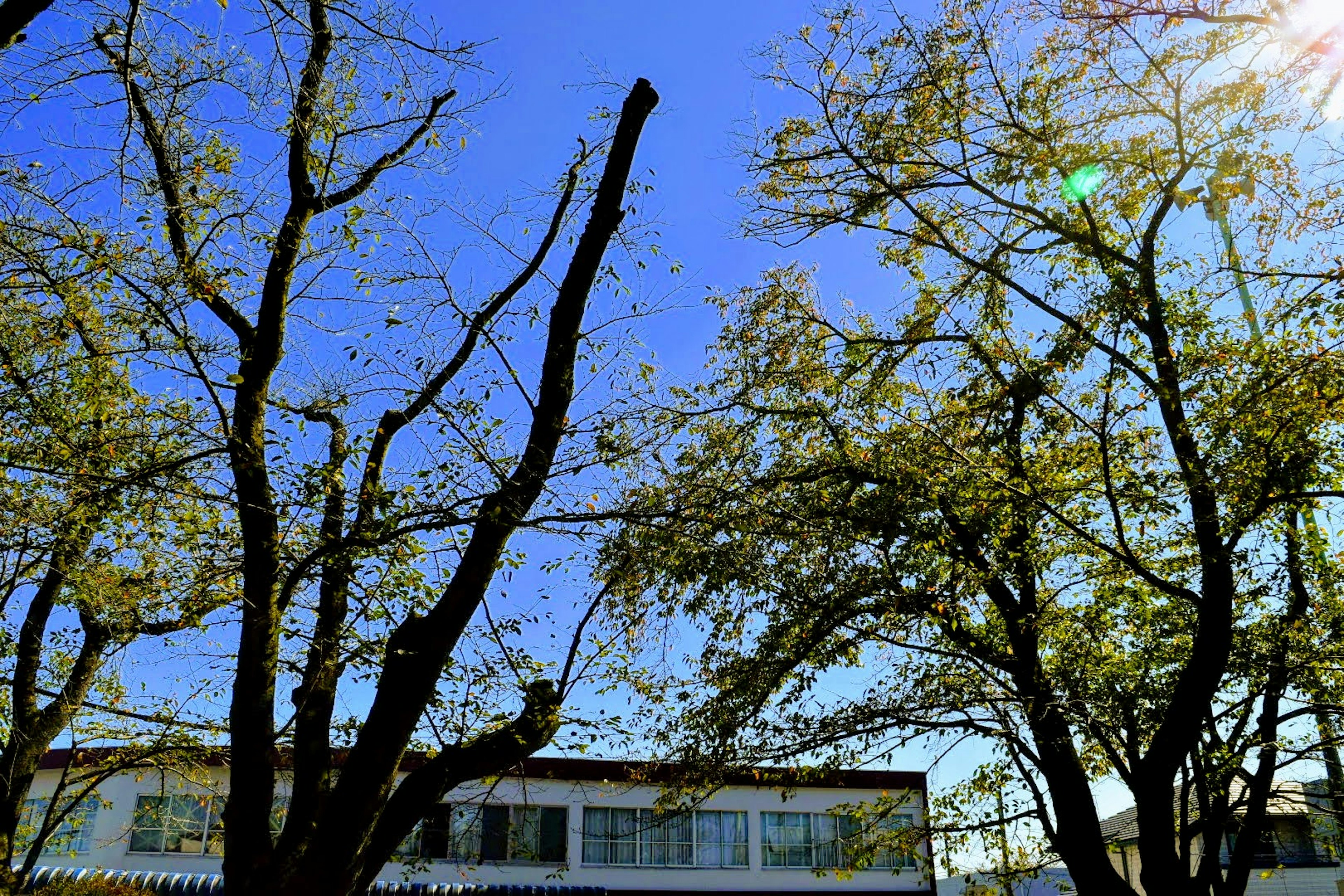 Blick auf Bäume und Gebäude unter einem klaren blauen Himmel