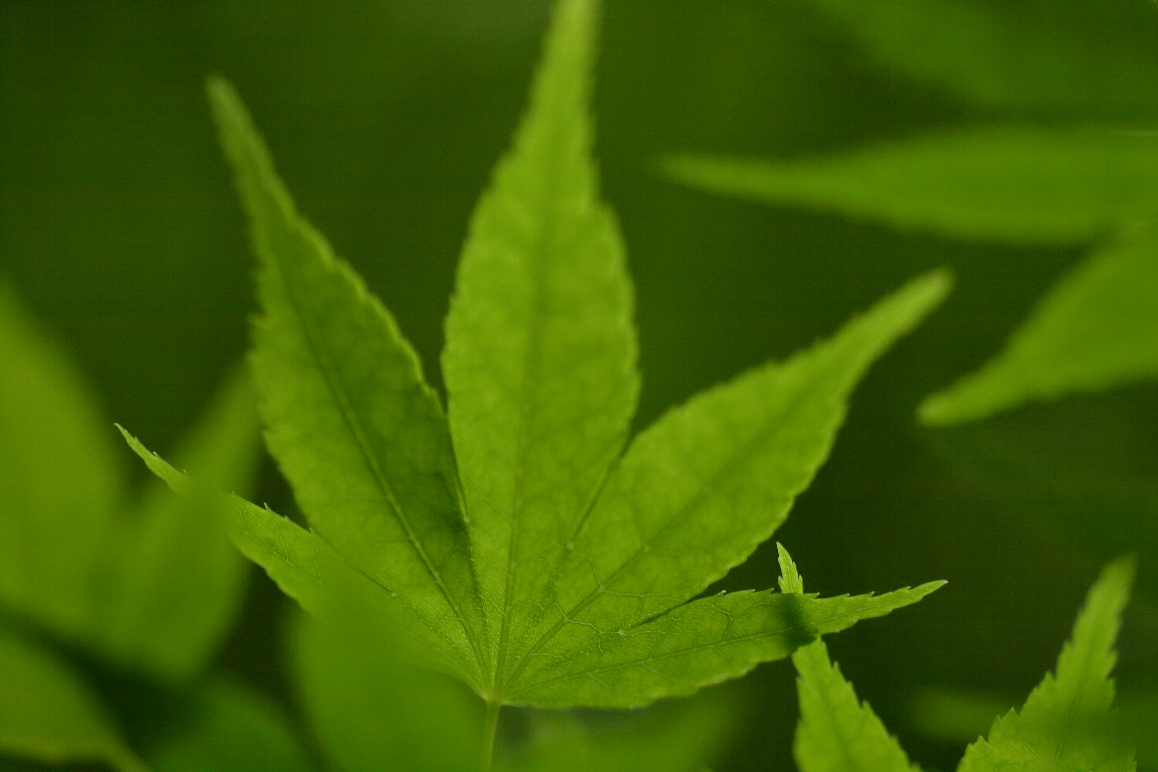 Acercamiento de una hoja verde con venas distintas