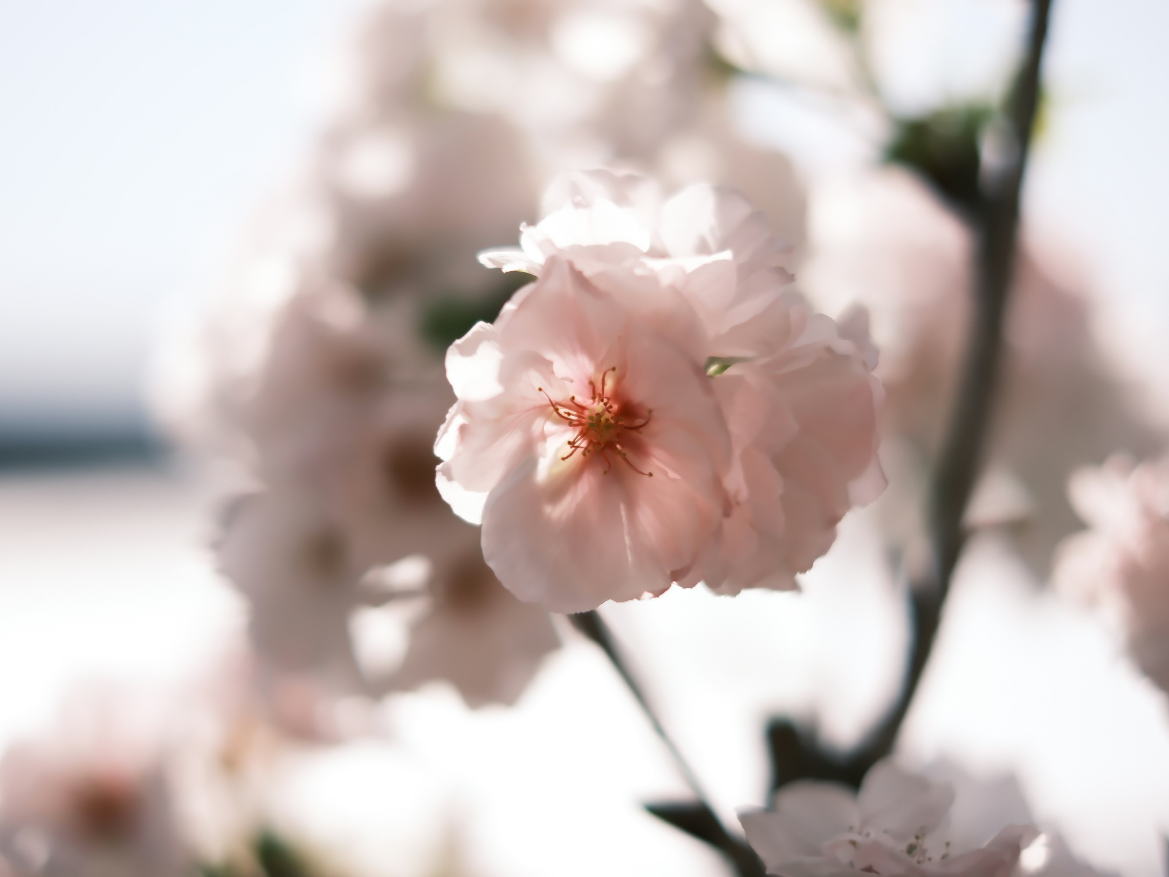 Soft pink cherry blossoms in bloom with a blurred background