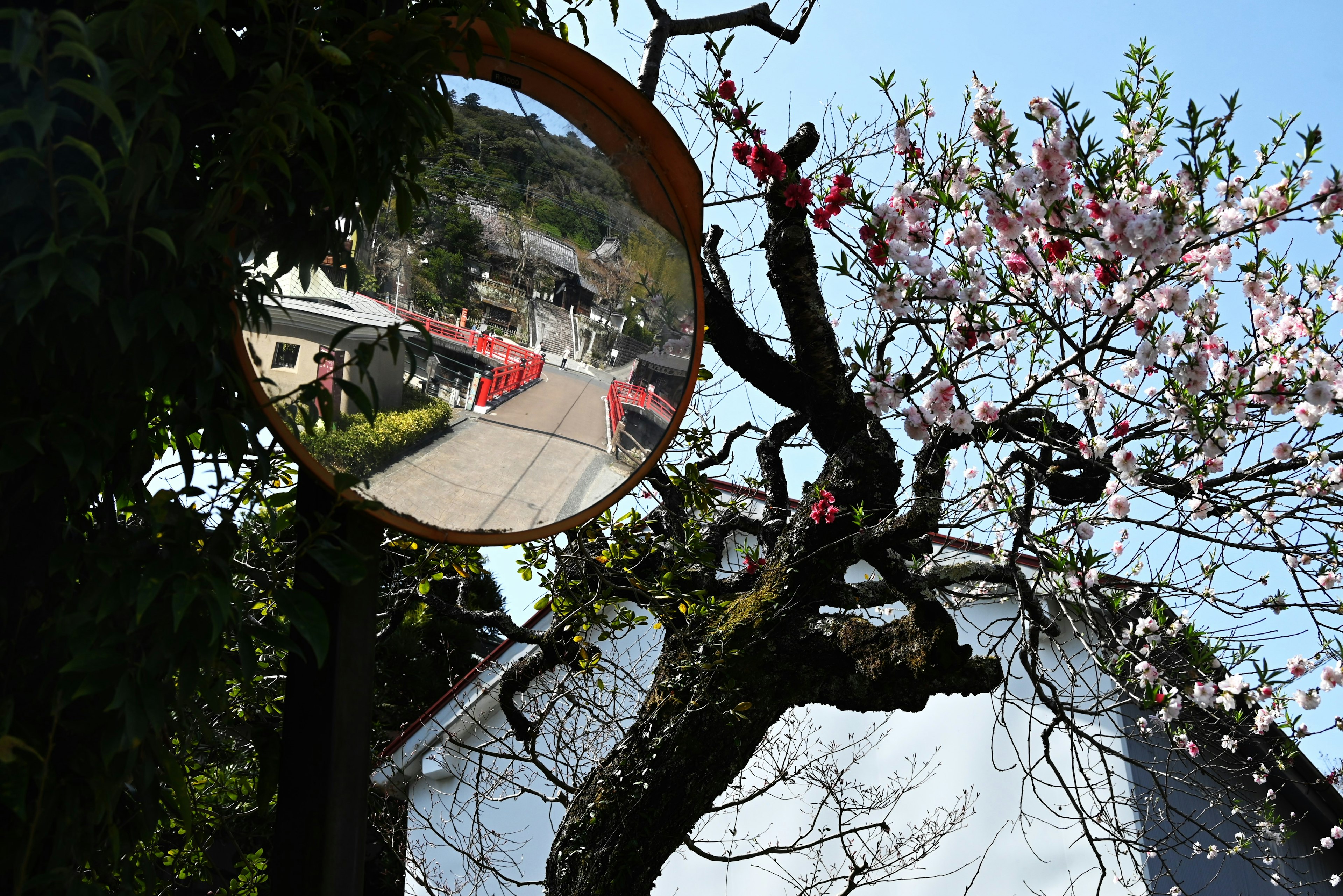 Miroir reflétant un cerisier en fleurs et le chemin environnant