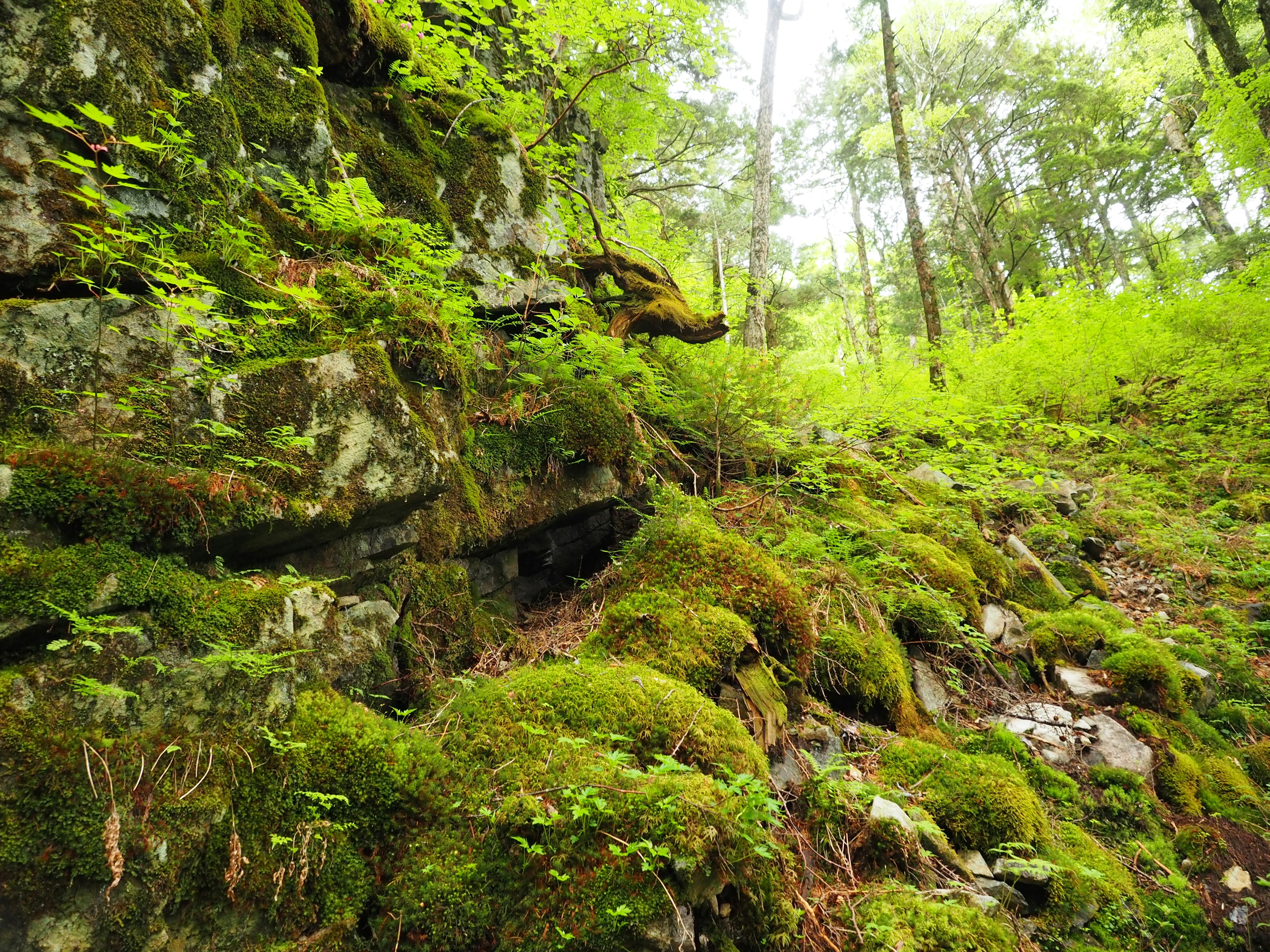 Scène de forêt luxuriante avec des rochers couverts de mousse et des arbres