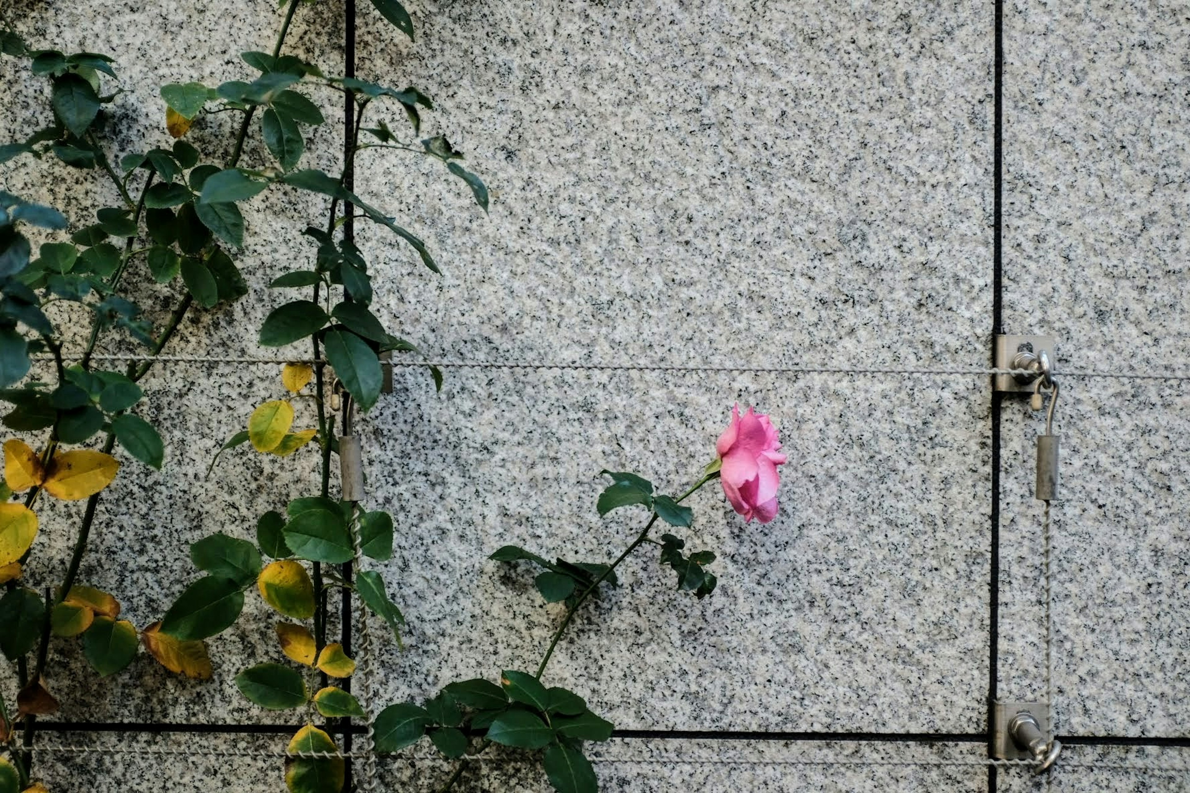 Pink flower blooming against a gray wall with green leaves