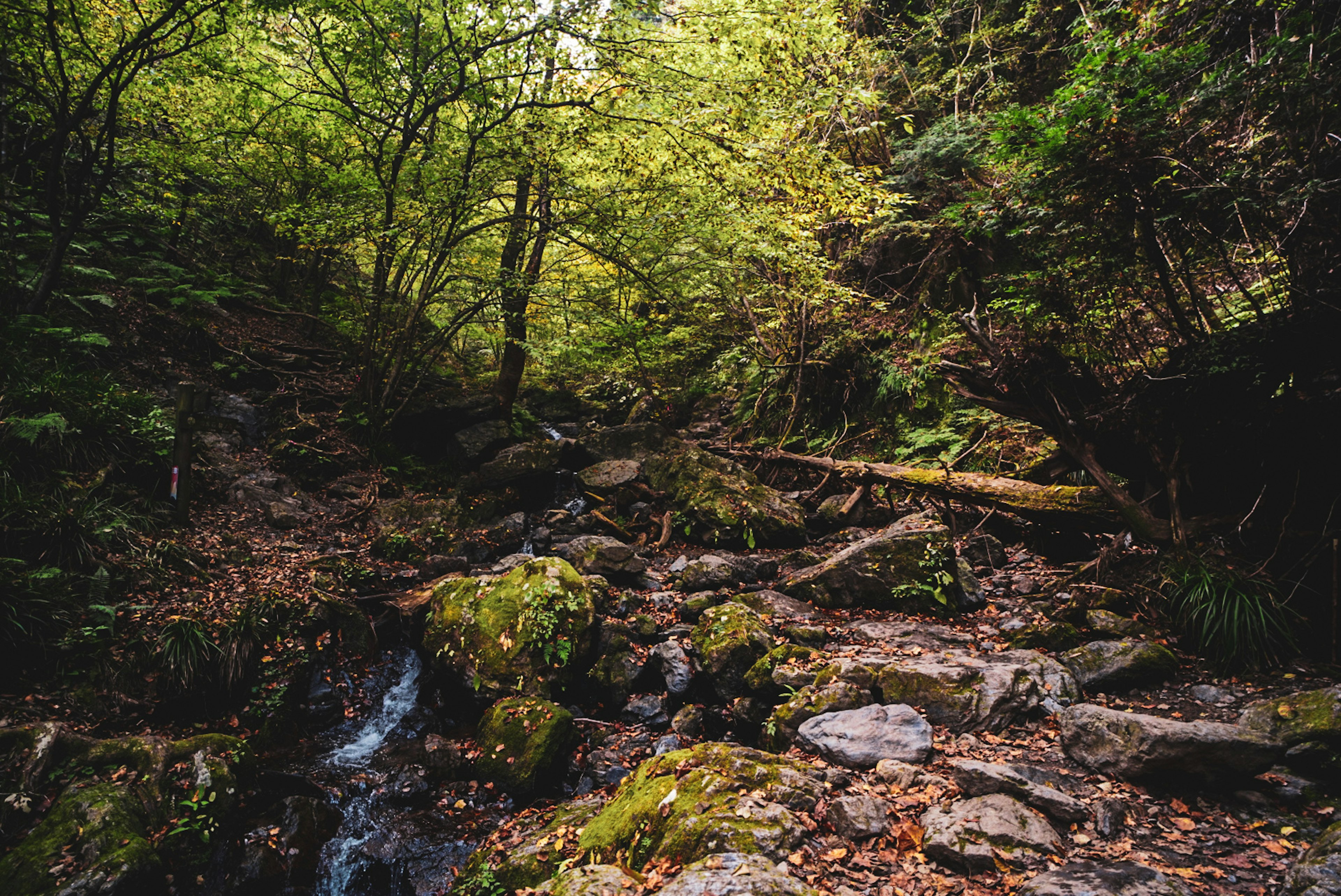 Lush forest scene with a stream and rocks