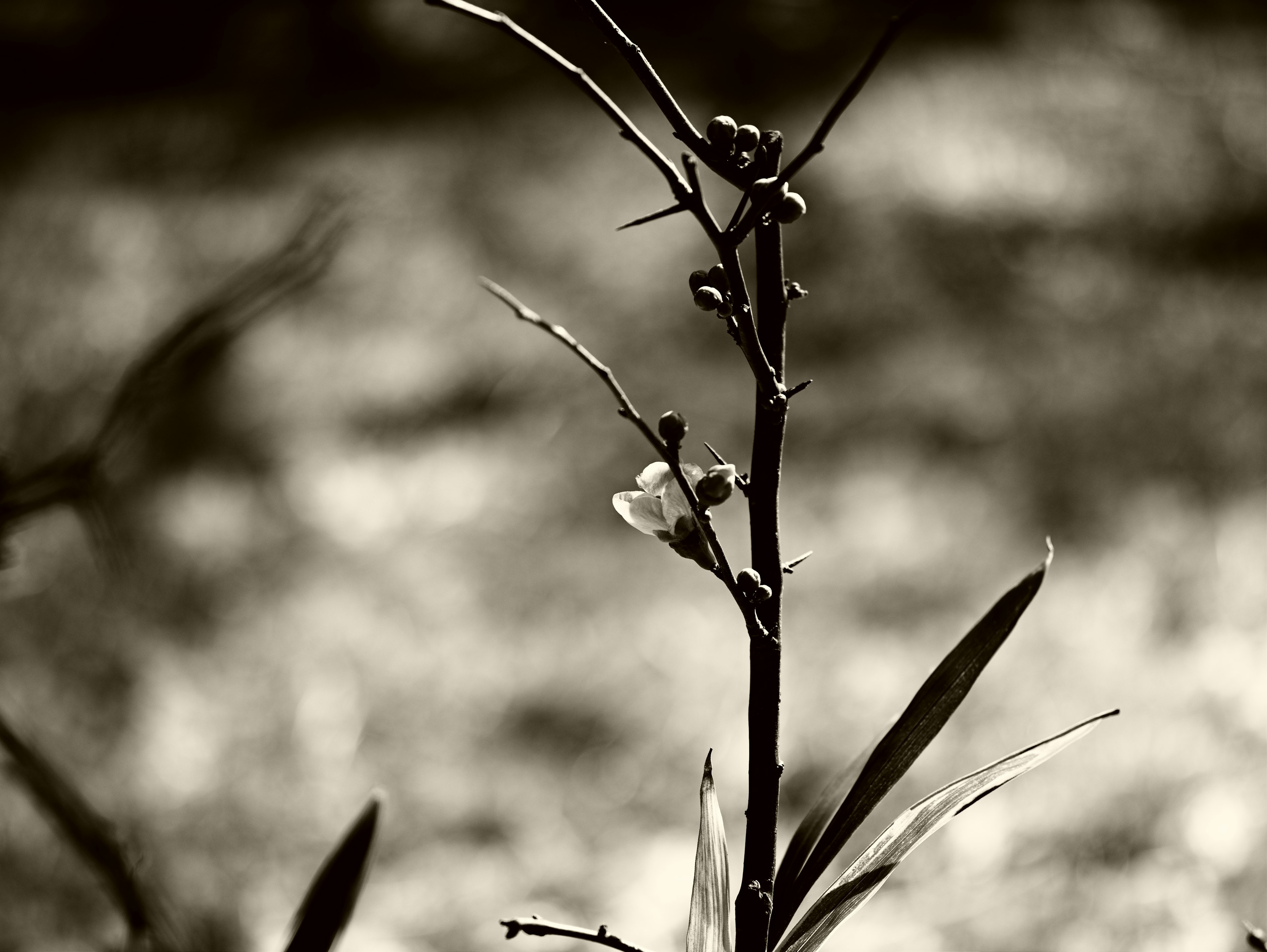 Black and white image of a plant stem with leaves